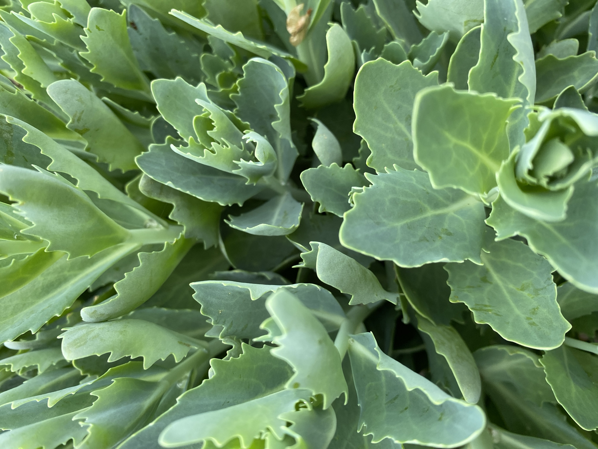 The image shows a close-up view of a dense cluster of succulent plants with light green, fleshy leaves. The leaves have distinctive serrated or wavy edges. The overall impression is one of healthy, thriving vegetation. The location is not discernible from the image, so I cannot include any information about the city of Dnipro, Ukraine.