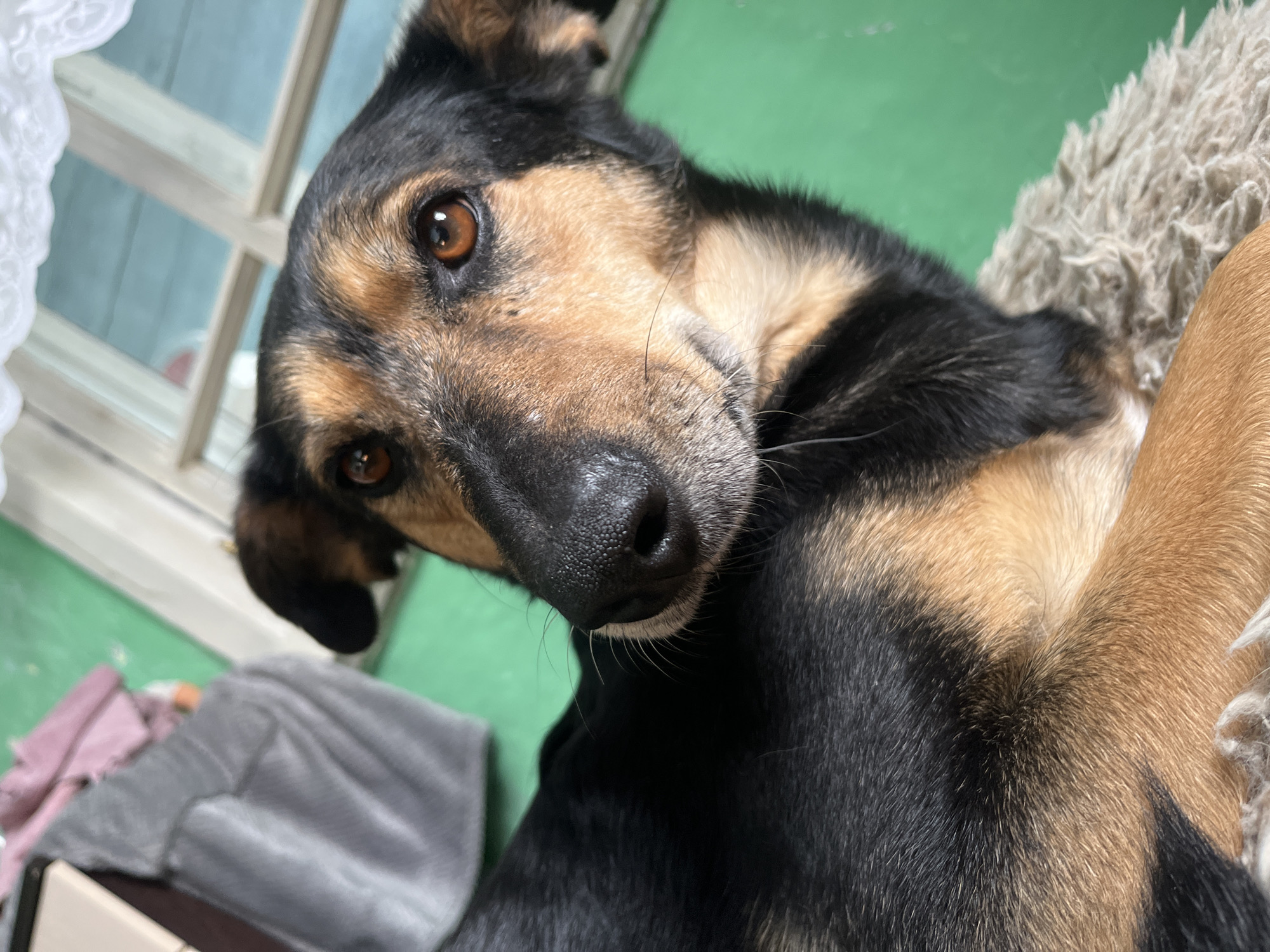 A medium shot shows a dog with black and tan fur lying down on a shaggy rug. The dog is looking towards the right of the frame with its head tilted. Its brown eyes are wide and its nose is wet and black. The background is a vibrant green wall with a window behind the dog. The window has white lace curtains. Part of a gray blanket and a pink piece of fabric are visible to the left of the dog. The scene appears to be indoors in a domestic setting. No specific location in Nizhny Tagil, Russia, can be determined from the image.