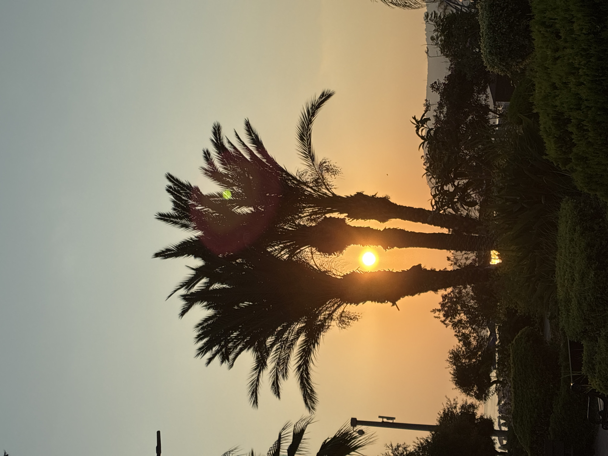 The image captures a serene sunset scene in Alanya, Turkey, featuring silhouetted palm trees against a warm, gradient sky transitioning from golden orange near the horizon to a pale blue overhead. The sun, a bright orb, is partially obscured by the fronds of the central palm trees, casting a gentle glow on the surrounding vegetation. In the foreground, meticulously manicured bushes and lush greenery create a park-like setting. A dark park bench is visible in the lower left corner. In the background, the faint outline of hills suggests the city's natural landscape. The overall impression is one of tranquility and natural beauty, with the urban environment of Alanya providing a subtle backdrop to this peaceful moment.