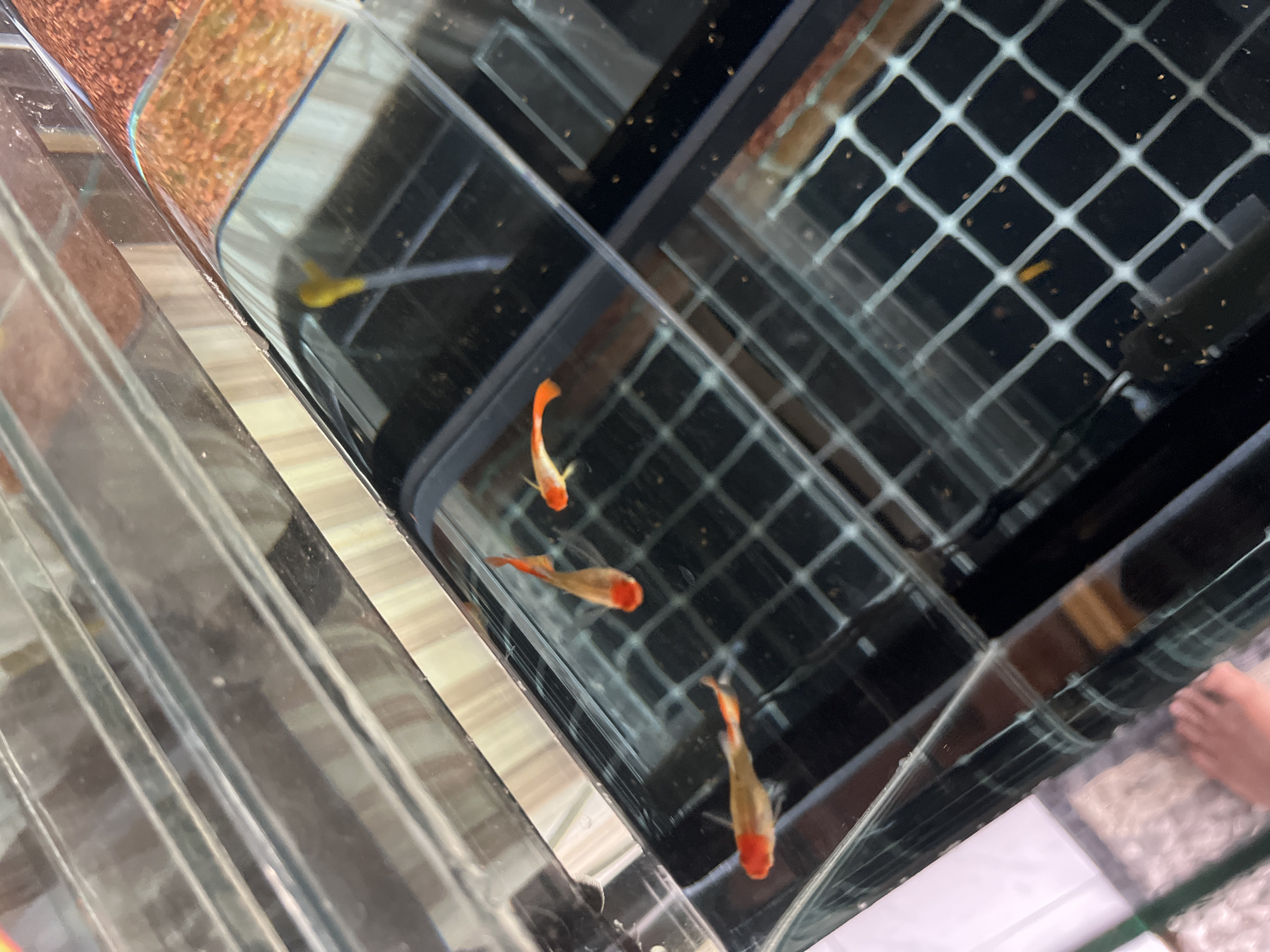 In Slorok, Indonesia, a close-up shot captures several small, translucent fish with orange and red markings swimming in a clear glass aquarium. The aquarium contains a black grid-like structure at the bottom. The lighting is somewhat dim, and reflections are visible on the glass surface. The background is blurred, showing a mix of metallic and textured surfaces.