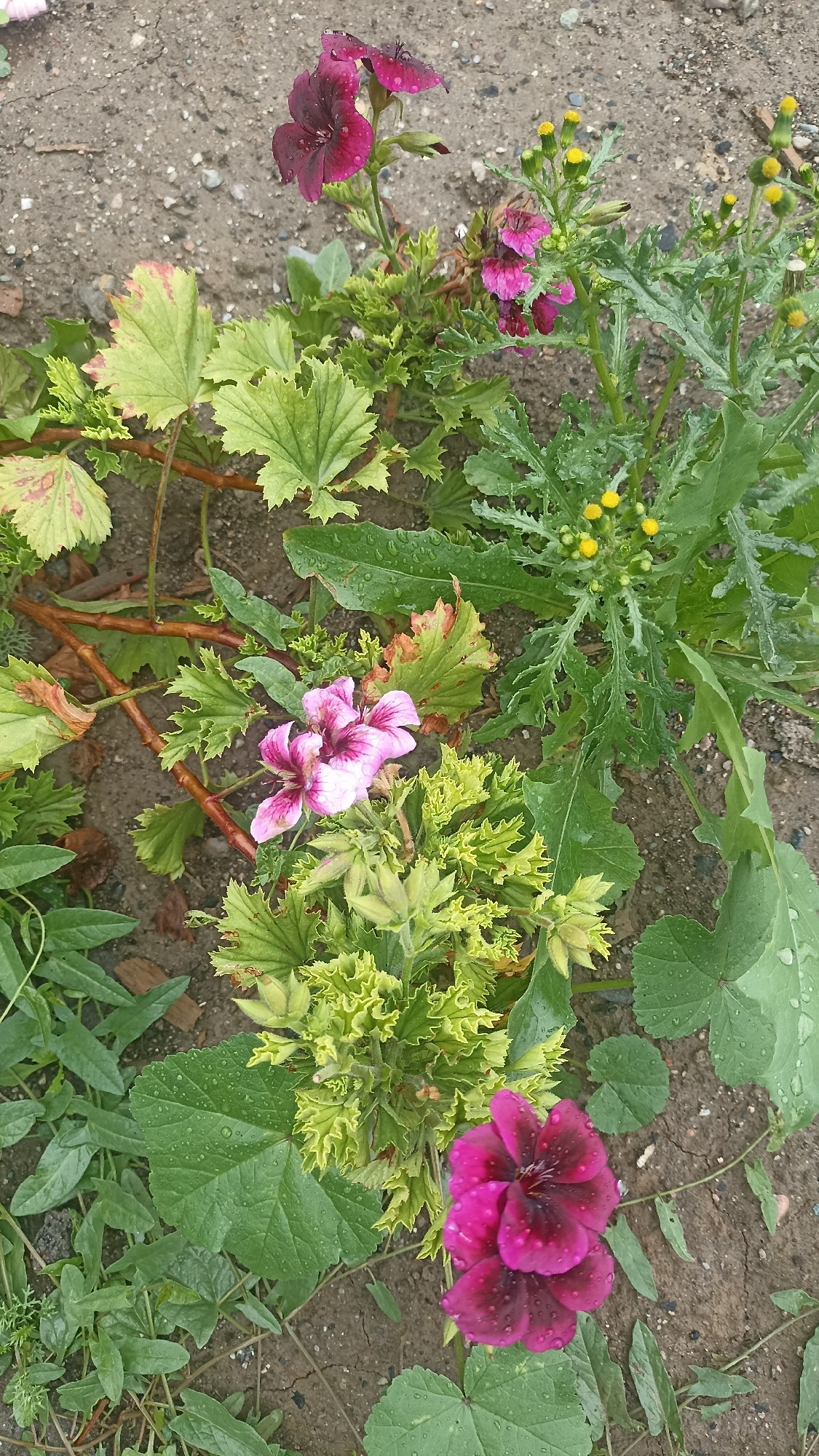 The image shows a close-up view of flowers and foliage on the ground, likely in a garden or natural setting. The flowers are predominantly pink and deep burgundy, with visible water droplets on their petals, suggesting recent rain or watering. Several leaves are visible, some with serrated edges and varying shades of green, with some showing signs of browning or discoloration. The ground appears to be soil with small pebbles and debris. In the background, there are small yellow flowers and green stems. The overall impression is one of natural growth and a somewhat unkempt garden. There are no people or animals in the image. The location is stated to be the city of Ak-Suu, Kyrgyzstan.