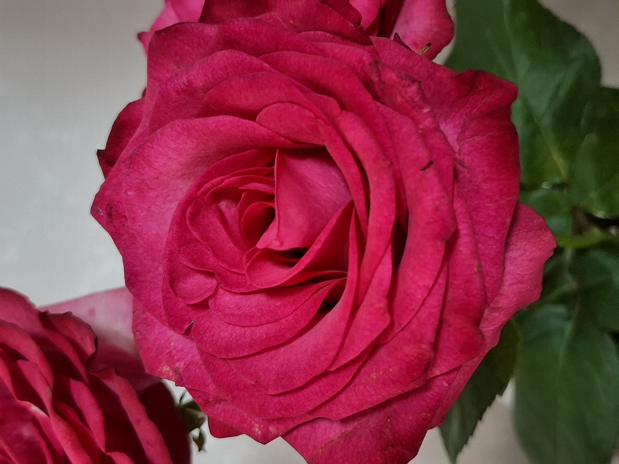 The image displays a close-up, top-down perspective of a vibrant, deep fuchsia (magenta) rose in full bloom, occupying the majority of the frame. The central rose features numerous, intricately layered petals that unfurl from a tightly coiled core, creating a rich, swirling pattern. Subtle variations in tone and texture are visible on the petals, including minor specks and faint lines.
To the left of the main bloom, parts of another similarly colored rose are partially visible, suggesting a cluster of flowers. On the right side and extending into the blurred background, lush green leaves belonging to the rose plant provide a natural contrast to the bright petals. The background behind the flowers is softly out of focus, revealing a light, possibly white or cream, surface on the upper left and a darker, indistinct green area on the right, likely more foliage.
The lighting is soft and diffused, emphasizing the delicate details and velvety appearance of the petals without casting harsh shadows, indicating either an indoor setting or an overcast outdoor environment. No specific activity is taking place; the image is a still life study of the flower. There is no visible text present in the media file. This beautiful rose is depicted in Chaikovsky, Russia.