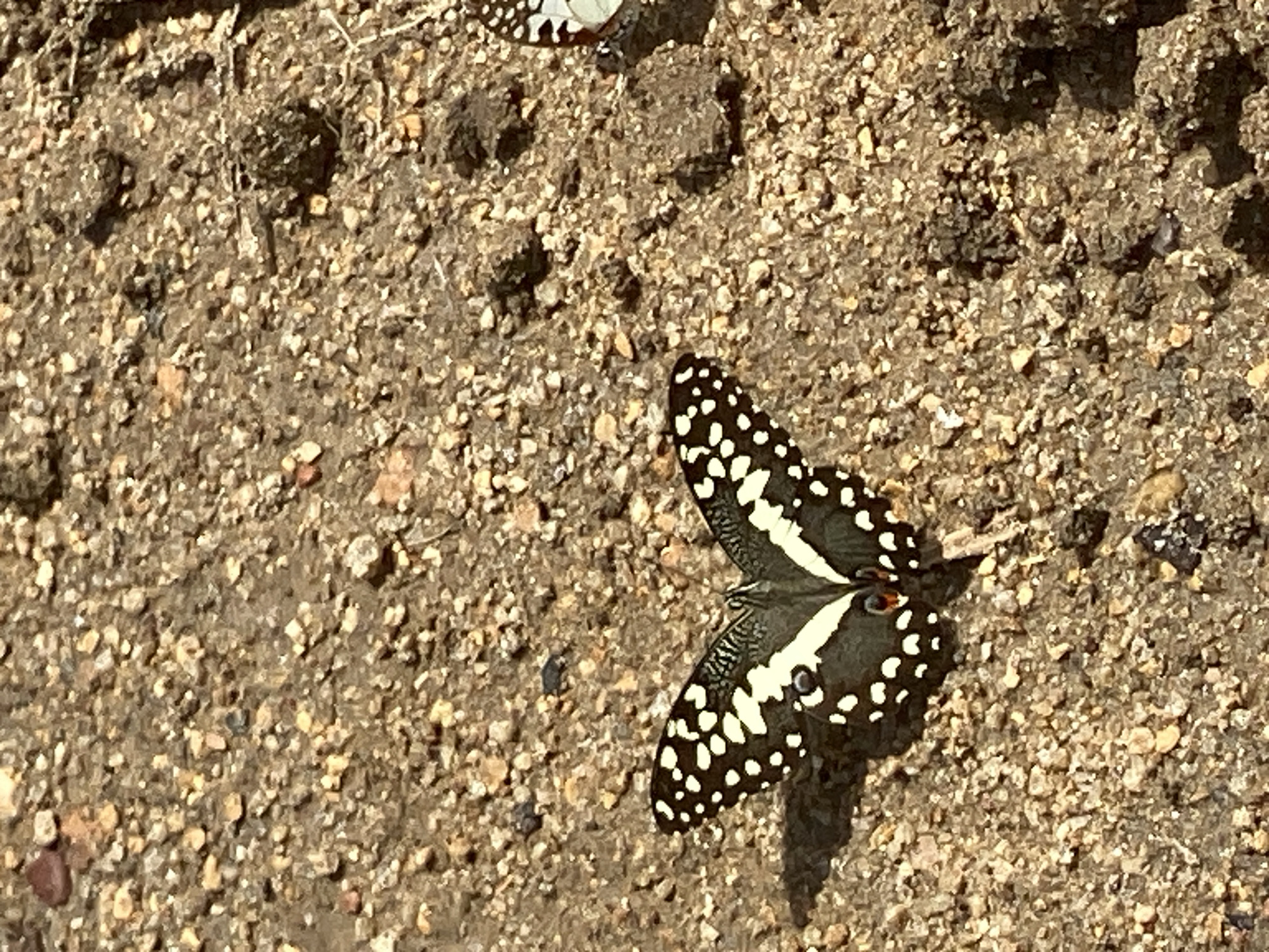 This close-up outdoor photograph features a striking butterfly resting on textured ground. The primary subject is a dark-colored butterfly, likely a swallowtail or similar species, prominently adorned with numerous white spots and bold white bands across its wings. Small reddish-orange eyespots are visible near the body on its hindwings. The butterfly's wings are held partially open, revealing its intricate patterns. It casts a distinct shadow on the ground, indicating bright, direct sunlight.
The setting is a dry, uneven ground surface composed of small, light-colored pebbles, sand, and darker soil particles, suggesting a natural, possibly arid or semi-arid environment. In the upper left background, another butterfly, lighter in color with dark markings, is partially visible and out of focus.
The activity depicted is the butterfly resting, possibly engaging in "puddling," a common behavior where butterflies extract nutrients from damp soil. The strong sunlight confirms it is daytime with clear weather. The image provides a detailed view of the butterfly's patterns and its immediate surroundings. The location is Kukum, Nigeria, consistent with a natural outdoor scene featuring insect life. There is no visible text in the image.