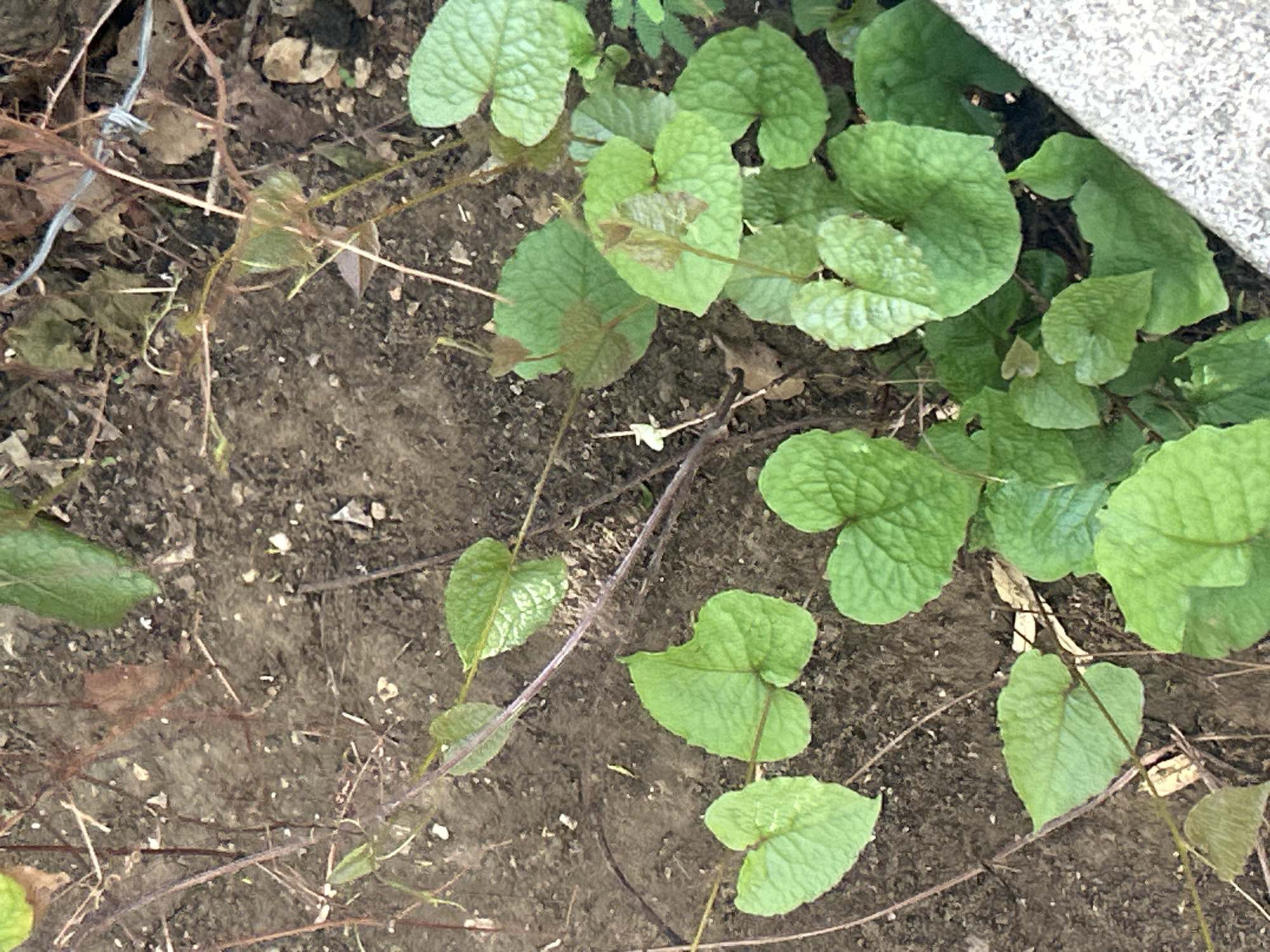 This image shows a close-up view of a plant with heart-shaped green leaves and thin, dark stems growing on dark, loose soil. The plant appears to be a vine, with some of its tendrils reaching across the ground. In the background, there are dried leaves, twigs, and a strand of barbed wire. A concrete structure is visible in the lower right corner of the image. The scene is outdoors and appears to be in a somewhat overgrown or neglected area, possibly a garden or the edge of a natural space. The location is specified as Santa Ana, Venezuela. There are no people or animals visible in the image.