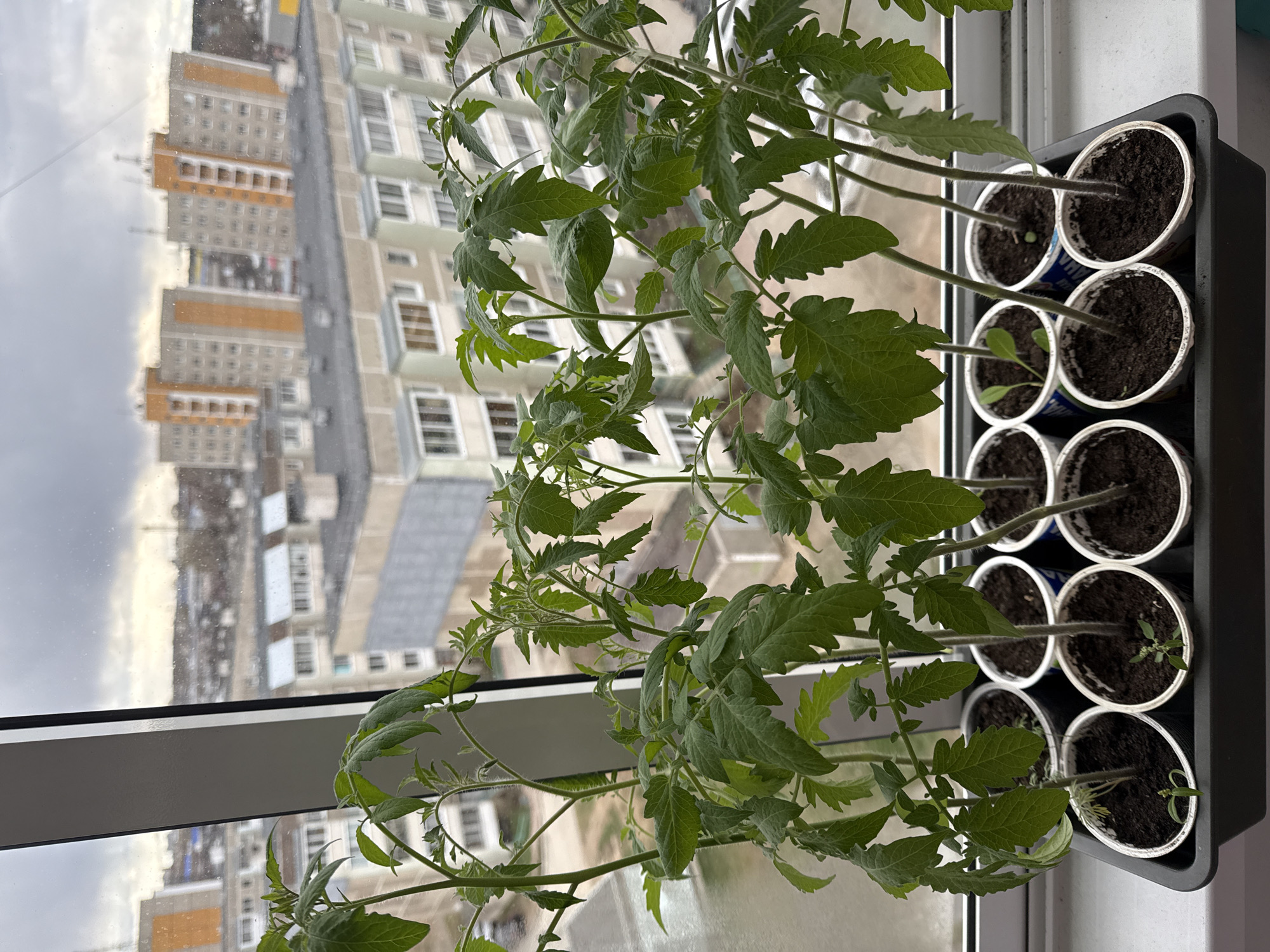 A vertical shot captures a collection of lush, green tomato seedlings thriving in individual pots, arranged neatly within a black rectangular tray on an indoor windowsill. The plants, likely started from seed, display numerous healthy leaves and sturdy stems, varying in height, with some appearing taller and more developed than others. The pots appear to be repurposed plastic or paper cups, and upon closer inspection, some cups have visible Cyrillic text, such as "МАН" and "НА", suggesting they might be from dairy products like sour cream (СМЕТАНА).
Beyond the windowsill, a large window reveals an urban landscape under an overcast sky. The view shows several multi-story residential buildings, characterized by their rectangular windows and light-colored facades with orange or beige balcony accents, suggesting a modern or post-Soviet architectural style. The outdoor scene is somewhat blurred through the window glass, indicating distance and perhaps a slight condensation or reflection. The gray sky suggests an overcast day, providing diffused light to the plants. No people or specific activities are visible, focusing instead on the burgeoning indoor garden against the backdrop of an urban setting in what is known to be Chaikovsky, Russia.
