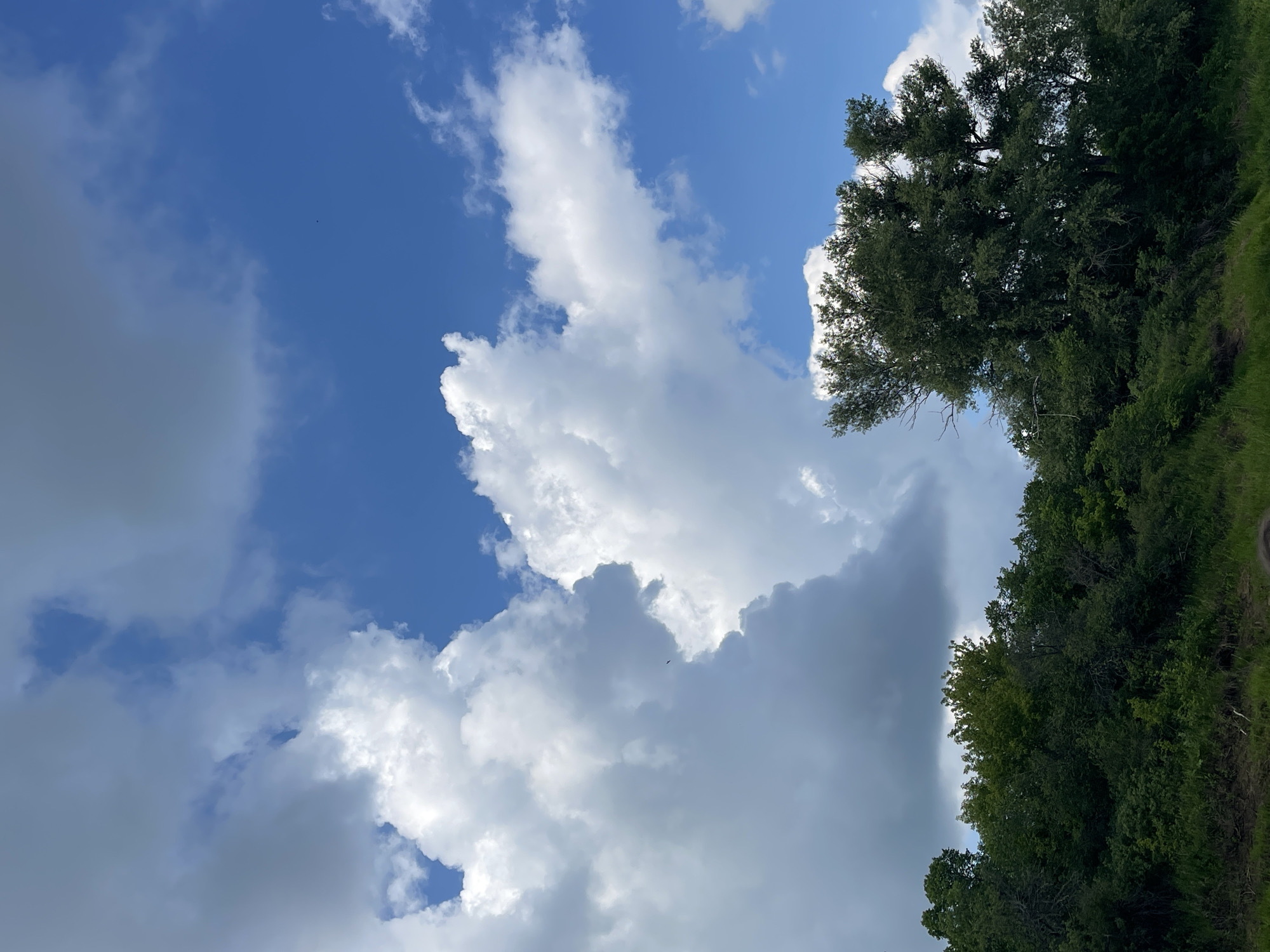 The image shows a landscape scene with a vibrant blue sky filled with fluffy white and gray clouds. The lower portion of the image is dominated by a lush, dense green forest. The trees are a mix of various shades of green, with some appearing fuller and taller than others. The lighting suggests it is daytime, likely mid-morning or afternoon, with the sun casting shadows and highlighting the texture of the clouds and foliage. A small black bird is visible in flight in the upper-left portion of the sky. This image appears to be taken from a low vantage point, possibly from ground level or a slight elevation.