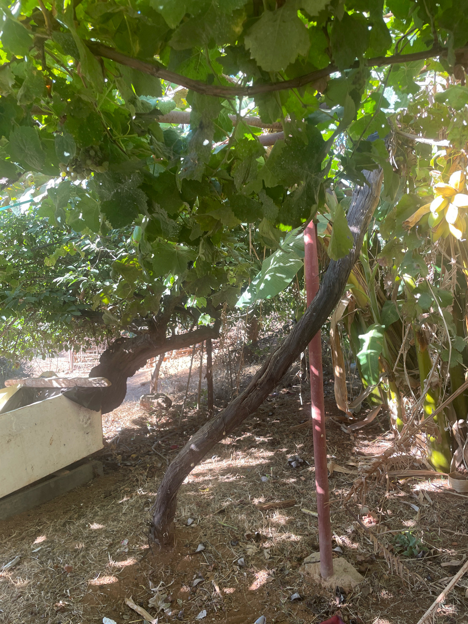 The image shows an outdoor scene in Ghazaouet, Algeria, featuring a thick, gnarled vine with large green leaves, likely a grapevine, arching over a patch of dry, dusty ground. A weathered, dark brown trunk of the vine is prominently displayed, leaning at an angle. A thin, reddish-brown pole is embedded in the ground to the right of the vine, supporting its structure. In the background, lush green vegetation and banana trees are visible, bathed in sunlight. To the left, a portion of a light-colored, rectangular trough or planter is present, with a wooden plank resting on its edge. The ground is covered in dry leaves, twigs, and soil. The overall impression is one of a cultivated but somewhat untamed garden or orchard setting.