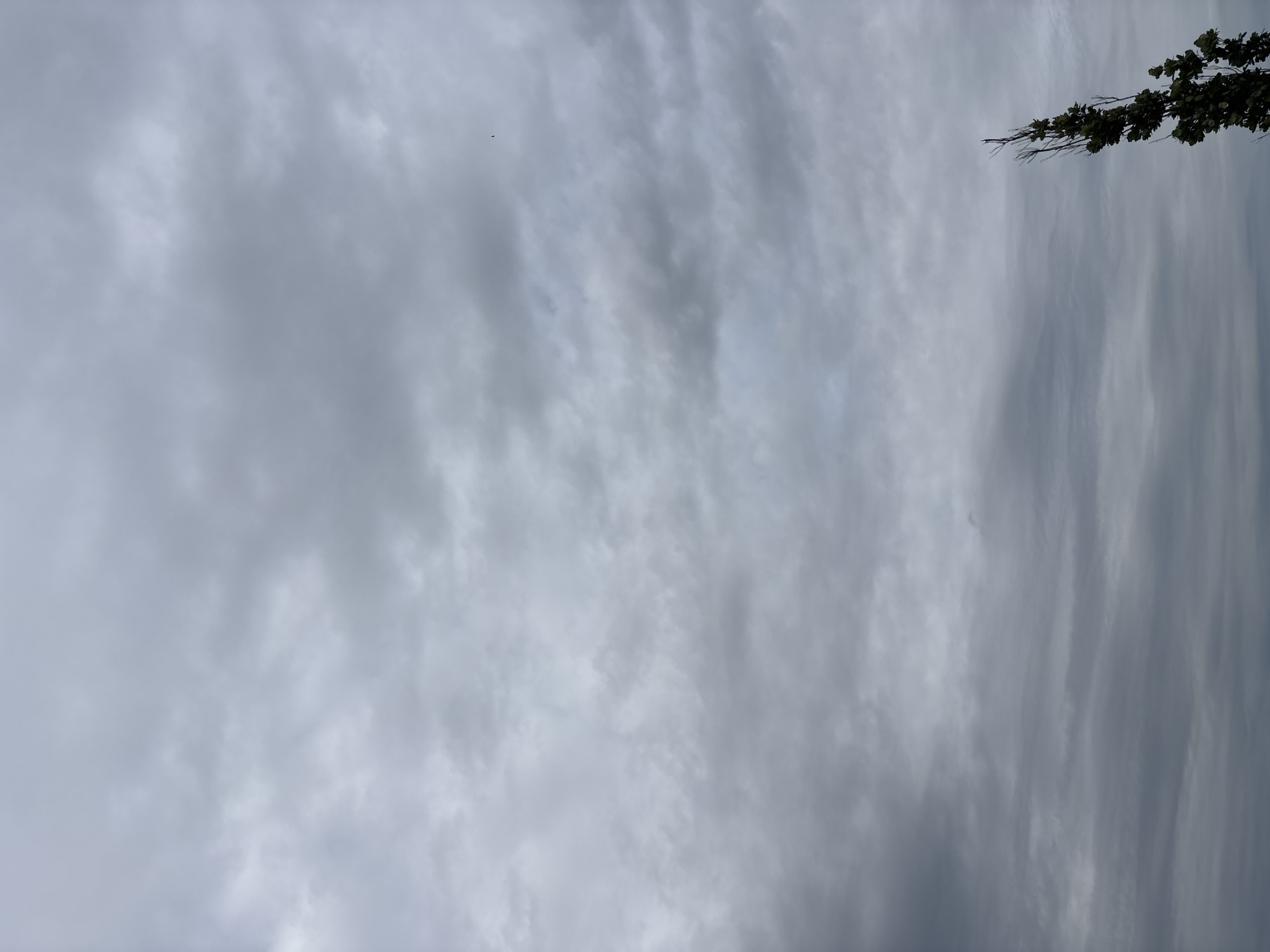 The image captures an overcast sky with numerous layers of grey clouds, suggesting a likely cool or damp day. In the lower right quadrant of the image, a lone, slender tree with dark green foliage stands partially silhouetted against the cloudy backdrop. The tree's branches are somewhat sparse, with a few bare twigs visible at the very top. The overall scene is devoid of any human presence, vehicles, or specific buildings that would indicate a precise location within Zvenigorod, Russia, beyond it being an outdoor scene. The environment appears to be natural or semi-natural, possibly a park, a field, or a residential area with vegetation.