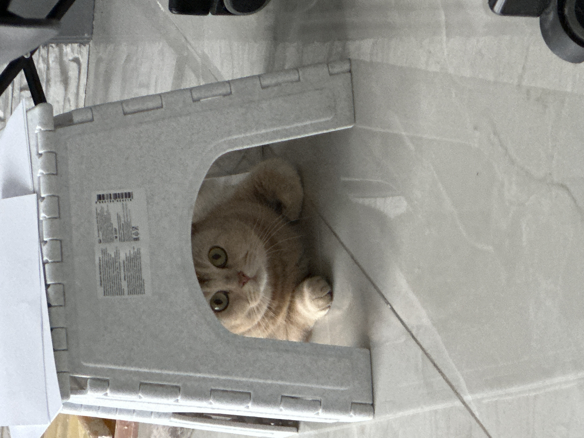 A close-up, slightly overhead shot shows a light beige Scottish Fold cat nestled under a small, white, plastic, folding step stool. The cat is looking up towards the camera with both eyes visible, its right paw slightly extended. The stool is partially unfolded, creating a triangular space that shelters the cat. The background consists of a light-colored, tiled floor.