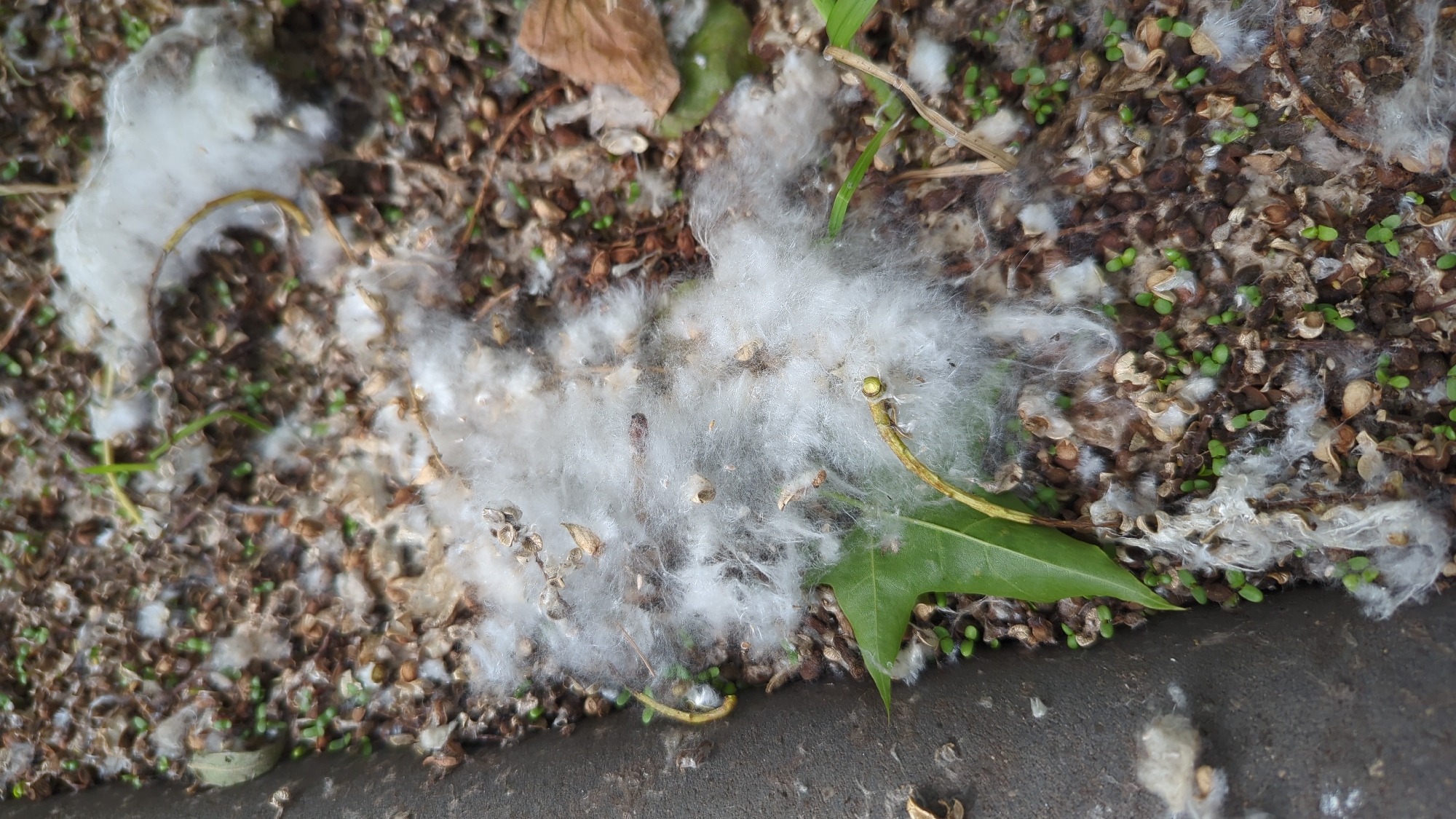 This media file shows a close-up view of fluffy white material, likely cottonwood or poplar fluff, scattered on the ground amidst soil, small green seedlings, and dried plant debris. A single green leaf with pointed lobes is visible in the lower right portion of the image, suggesting it may be an oak leaf. The fluff is concentrated in several areas, forming small clumps and wisps, some of which are intertwined with thin, dry stems. The ground appears to be a mixture of dark soil and lighter brown organic matter, with many tiny seeds or seed casings interspersed with the seedlings. A dark, textured surface, possibly asphalt or concrete, runs along the bottom edge of the frame, indicating an outdoor setting at the edge of a path or area of vegetation. The lighting suggests it could be daytime, with no strong shadows present. There is no visible text. The overall impression is a natural, somewhat untidy scene, common in urban or suburban environments during seasons when plants release their seeds and fluff. Given the location context of Moscow, Russia, this scene is likely indicative of late spring or early summer when cottonwood and poplar trees are in bloom.