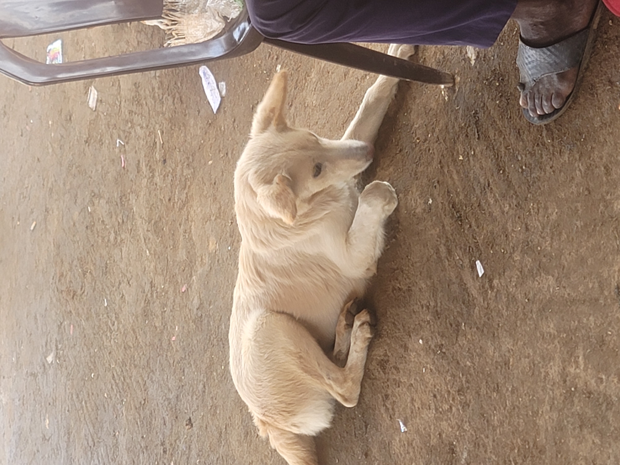 A light-colored dog is lying down on a dirt ground in Gura Top, Nigeria. A person's legs, clad in dark purple trousers and a dark sandal, are visible to the right of the dog, as is the leg of a dark brown chair. The ground is uneven and appears to be dusty, with scattered bits of debris, possibly including paper fragments. The dog's head is lowered, and its ears are perked. The overall scene appears to be an outdoor setting, possibly a public area or market given the presence of debris and seating.