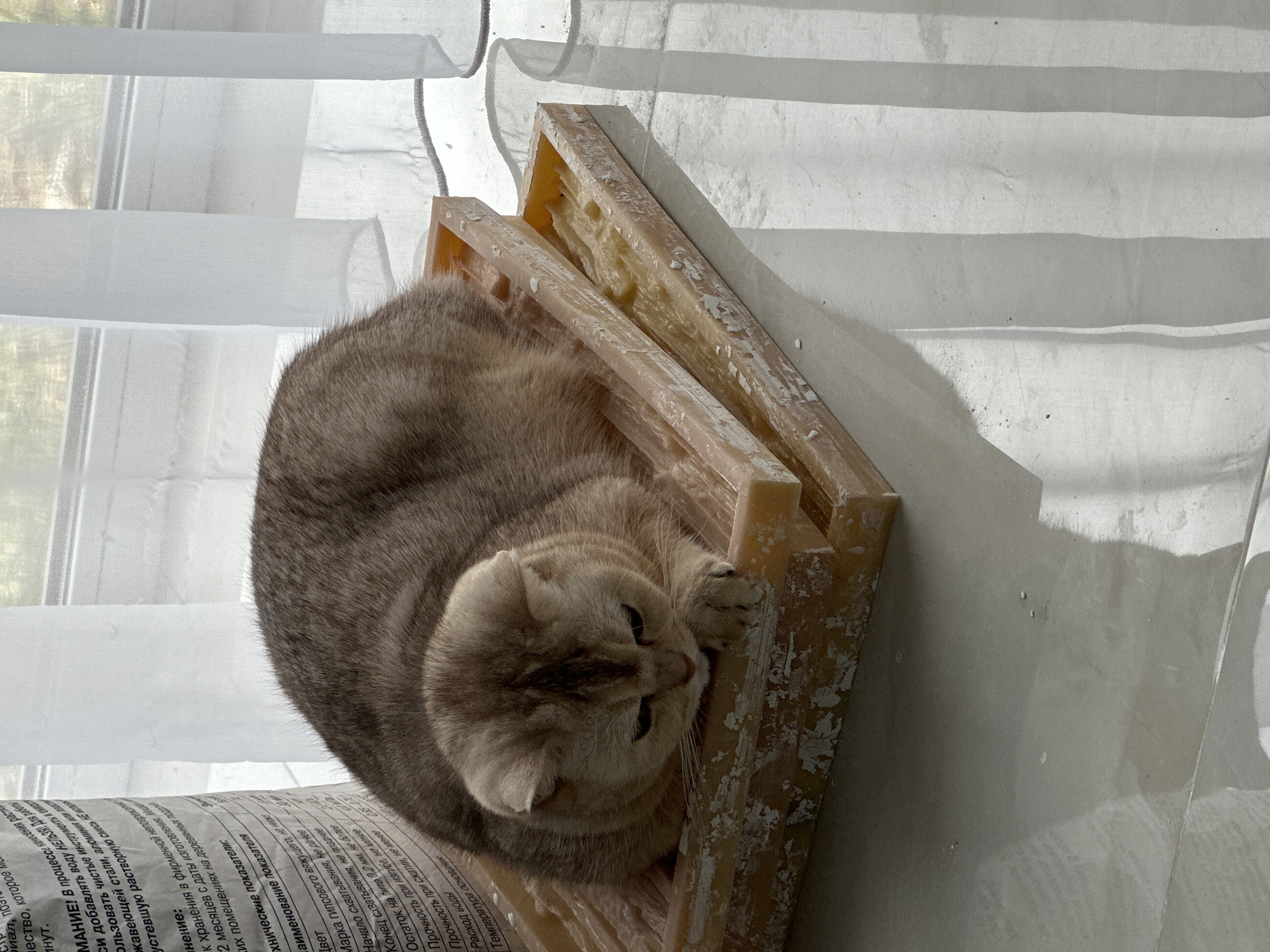 A tan and grey cat is curled up inside of a wooden frame. The frame is beige colored and appears to be old or used. It is placed on top of a white paper with Russian text. Behind the cat and frame is a partially seen window covered by white curtains. The photo is taken indoors, with light coming from the window.
