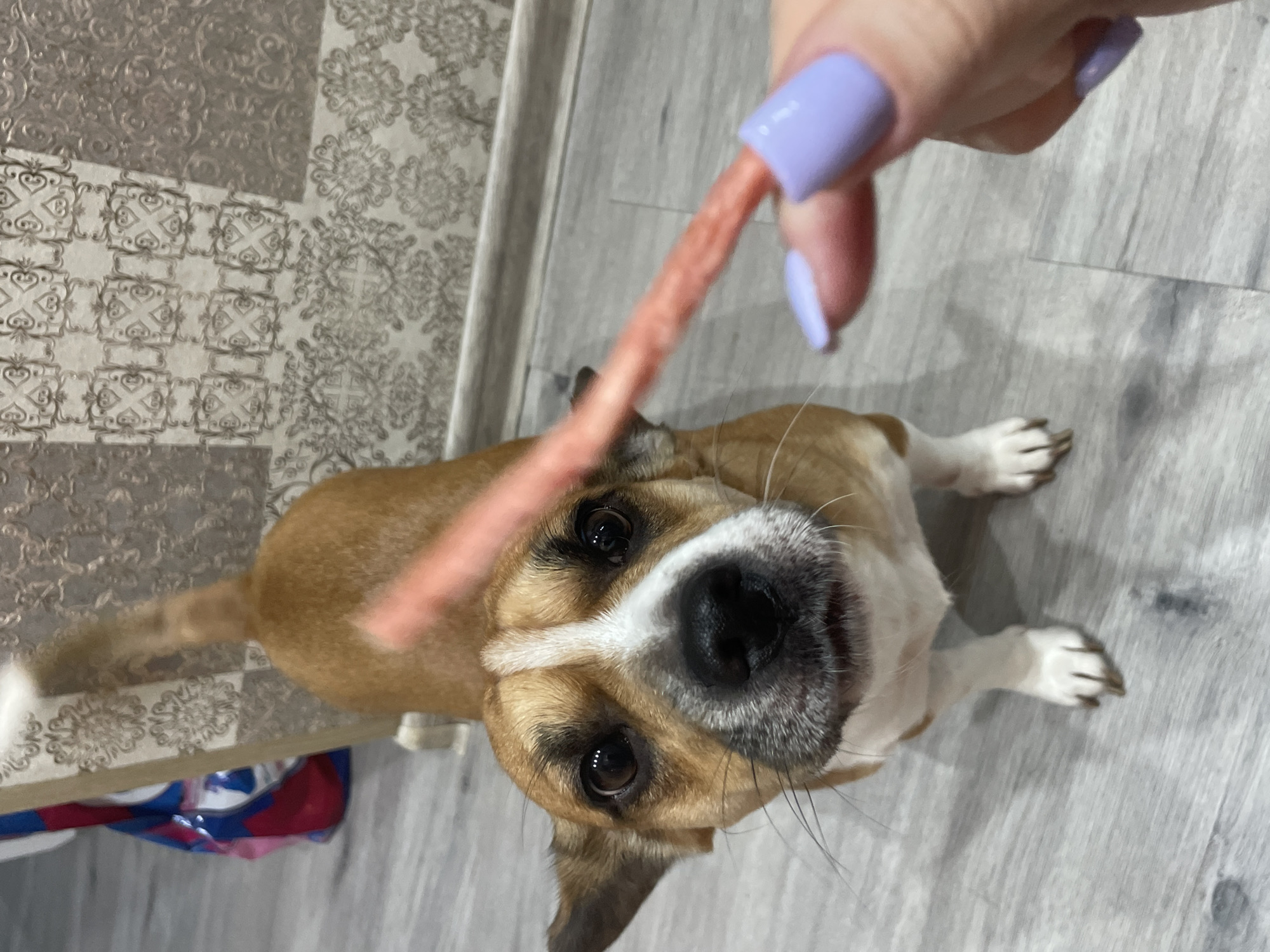 A medium shot captures a person offering a treat to a small dog indoors. The dog, a mix of brown and white, looks upward with focused attention toward the treat, which is held by a hand with lavender-colored nails. The background includes a light gray wood-patterned floor on the right, and an area with patterned wallpaper and possibly a piece of furniture with a red and blue bag under it on the left. There is no indication this is in Vladivostok, Russia.