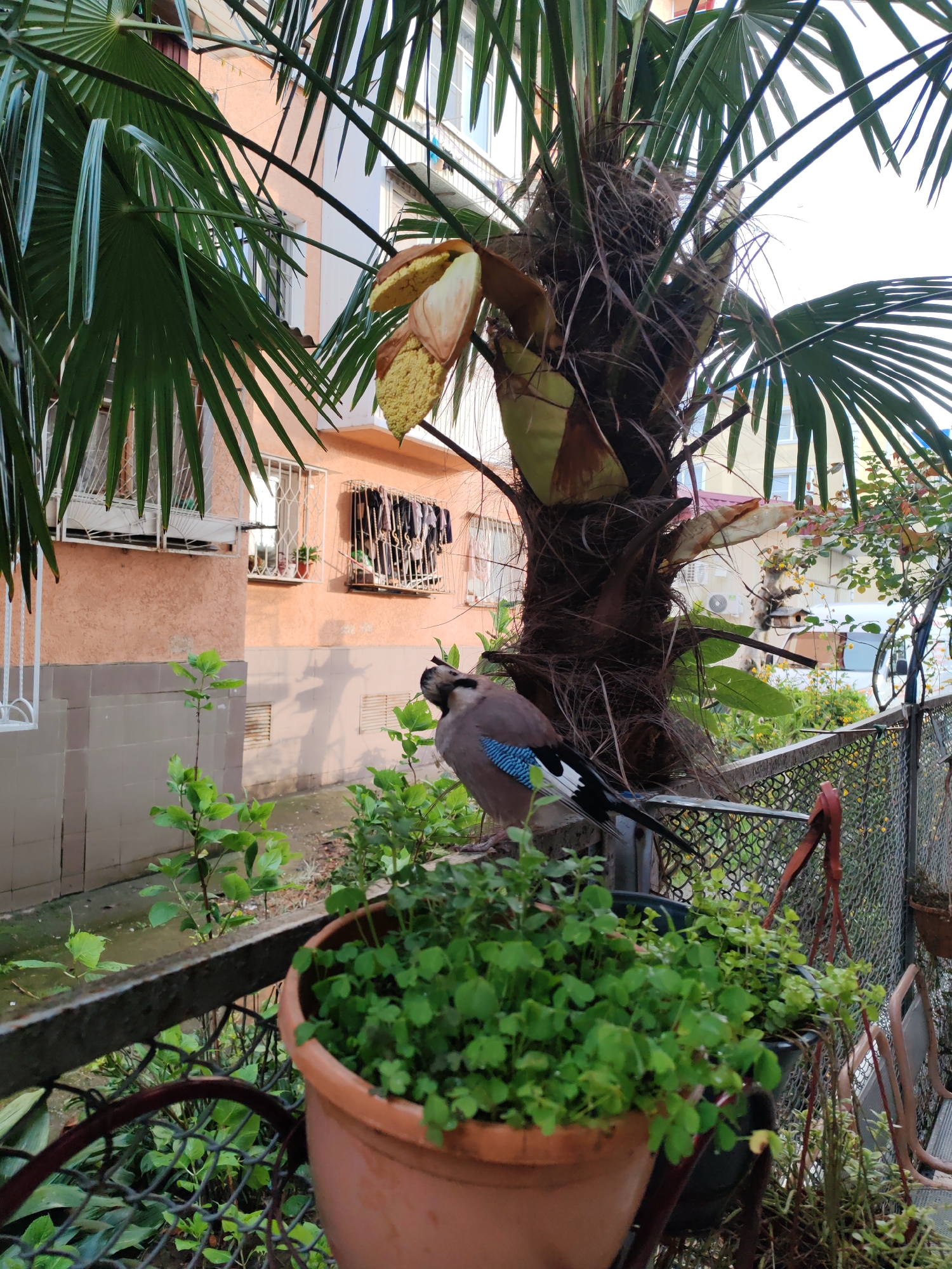 A European jay perches on a balcony railing adjacent to a potted plant. The balcony overlooks a yard area of a building. The palm tree in bloom, coupled with the architectural style of the building, suggests the image may have been taken in Sochi, Russia.