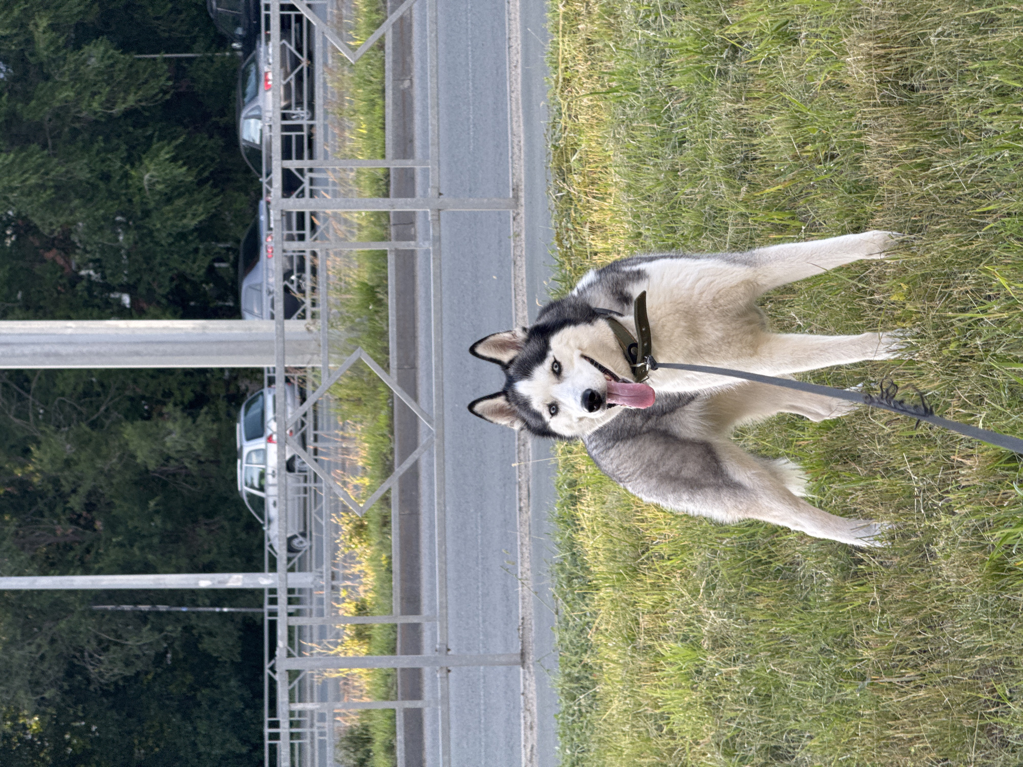 This is a vertical, full-shot photograph of a Siberian Husky dog standing on a grassy area next to a paved road, likely a sidewalk or shoulder. The dog is facing the camera with its mouth open and tongue out, appearing happy or panting. It has distinctive grey and white fur, blue eyes, and pointed ears. The dog is wearing a dark collar and is attached to a leash that extends out of frame.
In the background, beyond a metal fence or barrier, a paved road is visible with several cars parked or driving. Further in the distance, trees line the area. The lighting suggests it is daytime, possibly late afternoon or early evening due to the warm tones on the grass. The setting appears to be an urban or suburban environment, given the road and parked vehicles. There is no visible text in the image. The overall mood of the image is lighthearted, focusing on the dog's joyful expression.