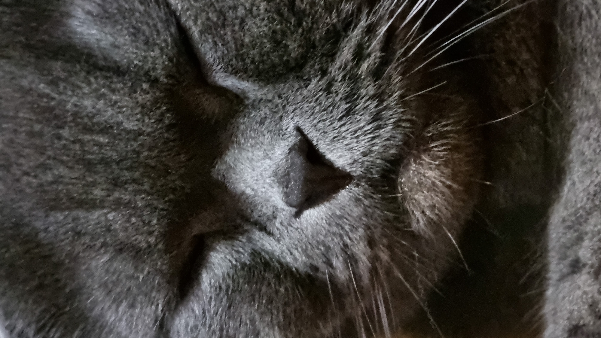 The image is a close-up, eye-level photograph of a grey cat with its eyes closed, appearing to be sleeping. The focus is on the cat's face, highlighting its nose, muzzle, and whiskers. The fur is short and dense. The lighting is dim, creating soft shadows. The background is out of focus and appears to be dark. There is no discernible urban environment. The city of Vysokoe, Russia is not visible in the image.