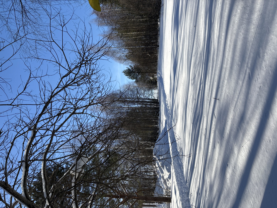The image displays a snow-covered winter landscape located in Kol'tsovo, Russia, under a clear, vibrant blue sky. The ground is entirely blanketed in white snow, featuring subtle undulations. Long, distinct shadows, cast by trees and branches, stretch across the snow-covered foreground, oriented from the left foreground towards the right midground, indicating a low sun angle. Bare, leafless tree branches, some with small patches of snow adhering, frame the upper left and top sections of the composition. On the left, a discernible snow-covered path or track extends into the distance, appearing as a cleared channel bordered by slightly elevated snow banks. A dense line of trees, predominantly bare deciduous species with some interspersed coniferous evergreens, forms a backdrop stretching from the midground to the background along the path. A small, bright yellow, unidentifiable object is partially visible in the extreme upper right corner. No people are present, and no active interactions or specific actions are depicted within the scene.