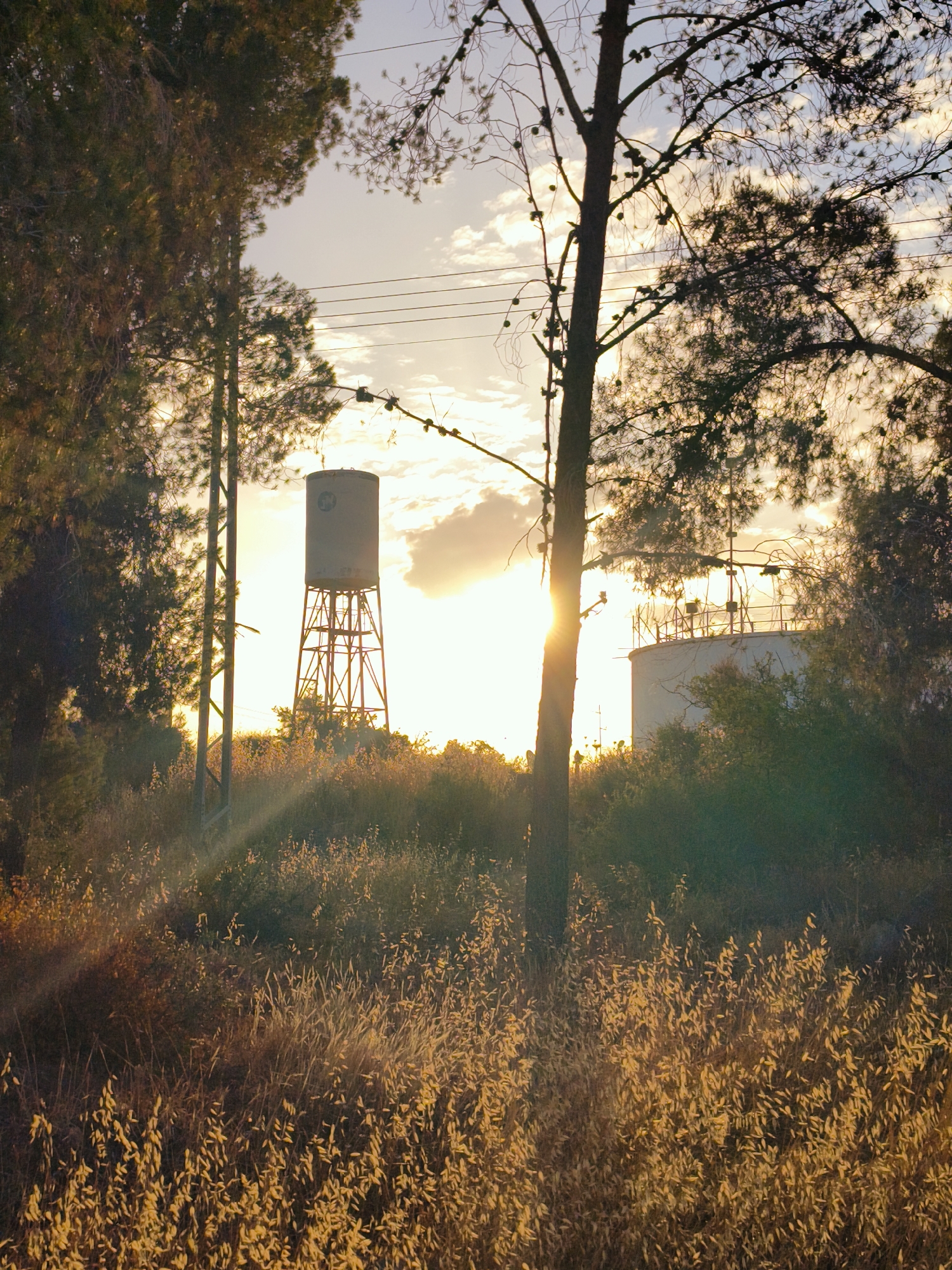 The image captures a rural or semi-rural landscape illuminated by the warm, golden light of either sunrise or sunset. The sun, positioned in the mid-ground on the right, creates a prominent sunburst effect as its rays pierce through the silhouetted trees.
In the center-left, a tall water tower stands on an open metal framework, its cylindrical tank topped by a structure and featuring a visible logo or emblem, which appears to be a stylized 'G' or similar letter within a circular design. To the right, partially obscured by trees and foliage, is another, wider industrial tank or water reservoir, reflecting the golden light.
The scene is framed by numerous trees, primarily pines, some with visible needles and cones, silhouetted against the bright sky. A large tree trunk is prominent in the right foreground, directly in front of the sun. The foreground is dominated by tall, golden-hued grasses and weeds, glowing intensely from the low sun's light. Overhead, power lines or utility cables stretch across the sky. The sky itself is bright, with scattered clouds highlighted by the warm light. There is no specific activity depicted. The location is the Lachish Regional Council, Israel.
