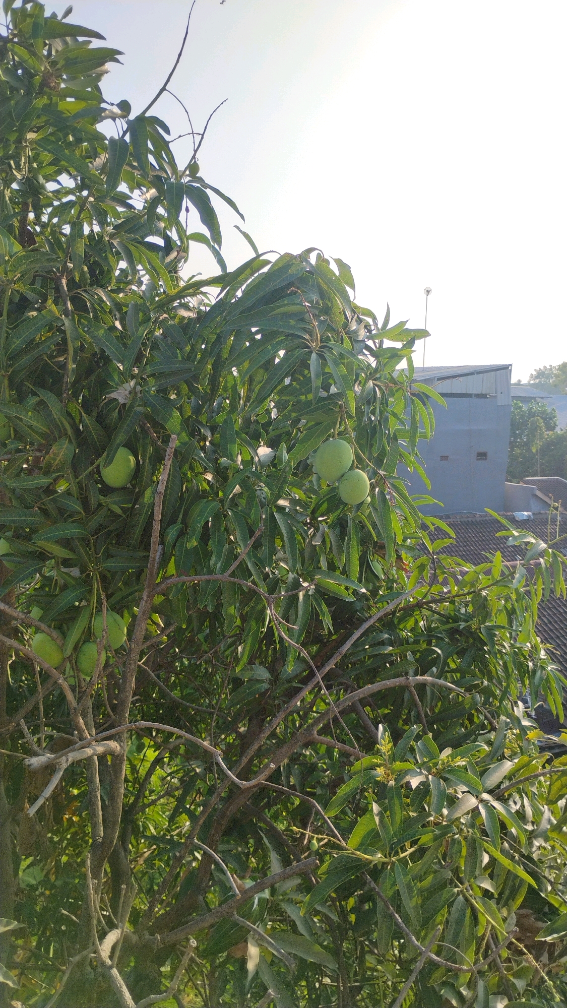 In Gumpang, Indonesia, a mango tree with numerous unripe green mangoes and dense green foliage dominates the foreground of the image. The tree's branches are visible, some bare and others laden with leaves. In the background, a building with a gray facade and a corrugated roof is partially obscured by the tree. The sky above is bright and clear, suggesting a daytime scene. The image captures a close-up view of the mango tree, with the surrounding environment in the distance.