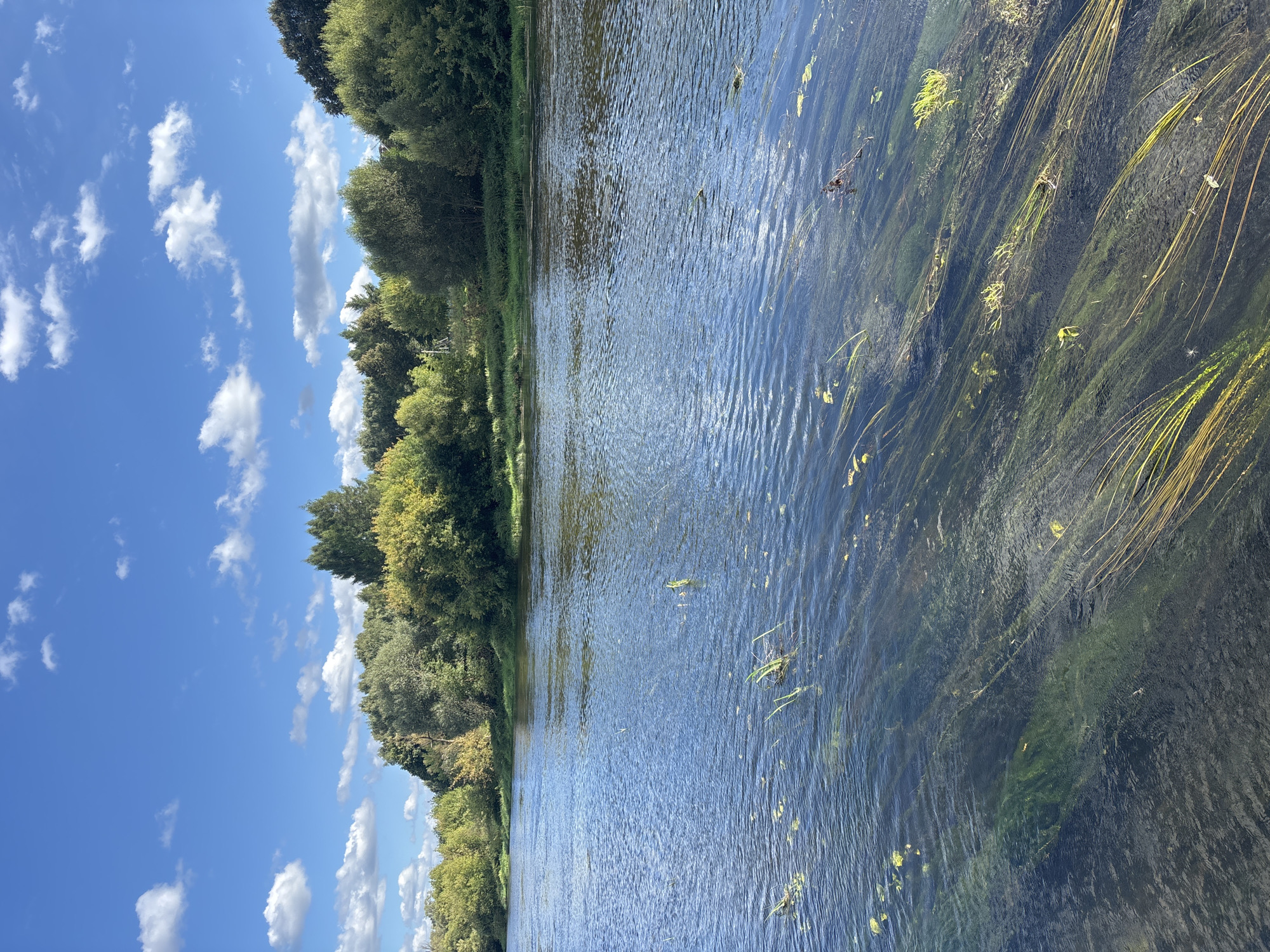 This is an outdoor, eye-level, vertical, daytime, natural light, wide shot photograph of a river with vegetation underwater and trees lining the opposite bank. The sky above is bright blue with scattered white cumulus clouds. The river water is clear and blue, with ripples on the surface. Submerged vegetation, including green algae and tall, thin reeds, is clearly visible on the riverbed. The far bank is densely wooded with a variety of green and yellow-leafed trees, indicating it may be late summer or early autumn. No people are present in the scene. This landscape is consistent with the natural environment found along the Moskva River in Zvenigorod, Russia, known for its scenic beauty and forested riverbanks.