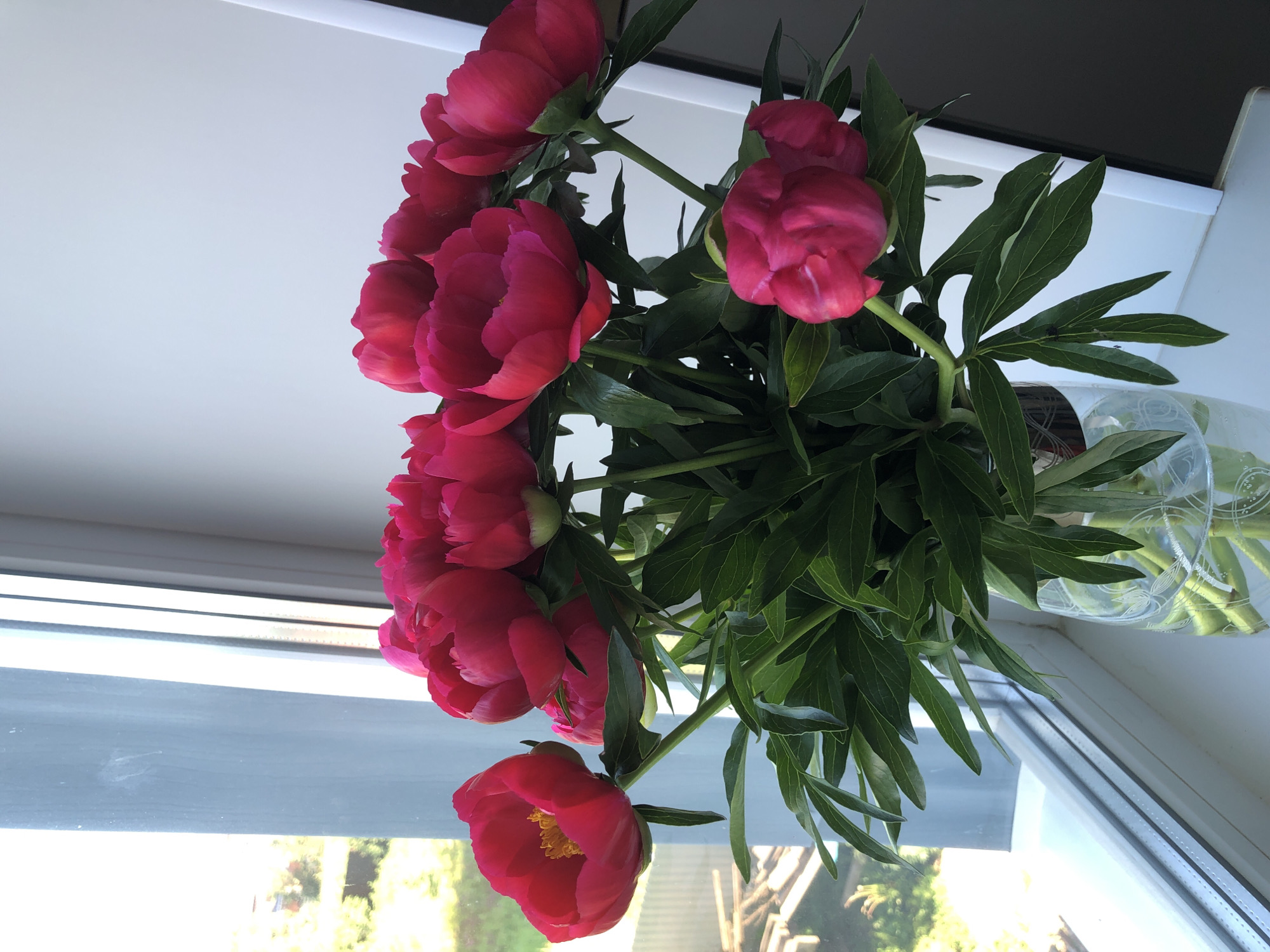 A bouquet of bright pink peonies is displayed in a clear glass vase with a decorative etched pattern. The vase sits on a windowsill. Through the window, a blurred view of greenery and a fence can be seen. The lighting suggests it is daytime. There are no people or animals visible in the image. The location is identified as Noviy, Russia, based on the provided information.