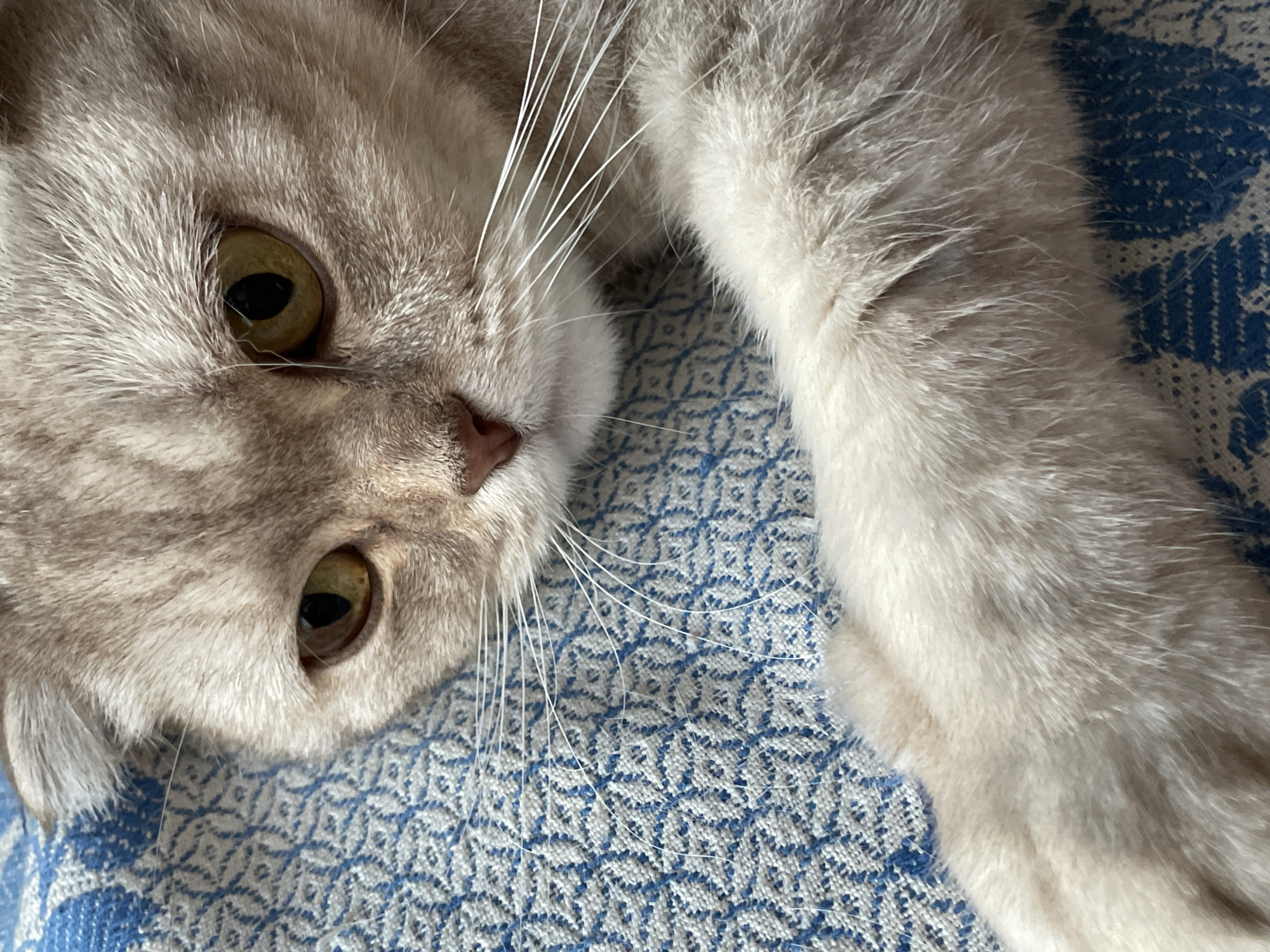 The image is a close-up, eye-level shot of a light-colored cat with folded ears lying on a blue and white patterned surface. The cat's fur is a mixture of gray, brown, and cream tones, with distinct tabby markings on its face. Its eyes are a striking golden-yellow, with dark pupils. The cat's whiskers are long and white, fanning out from its muzzle. One of its front paws, which appears fluffy and pale, rests on the patterned surface. The background is dominated by the texture of the fabric, which has a repeating geometric pattern of blue diamonds within white squares. The lighting suggests a natural light source, casting soft shadows and highlighting the texture of the cat's fur and the fabric. The image does not provide any information about its location in the city of Unknown, Russia.