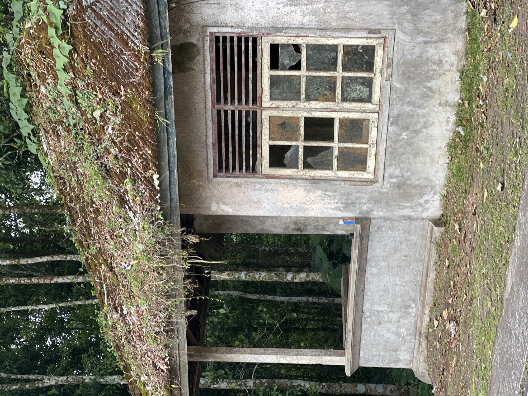 The image shows an abandoned building with a corrugated metal roof covered in moss and vegetation. The building appears to be made of concrete. There is a broken window with panes of glass missing. The window has horizontal slats above the glass. To the left of the building is an open-air porch or veranda supported by concrete pillars. The environment surrounding the building is overgrown with trees and foliage, suggesting a rural or semi-rural setting within the city of Kintamani, Indonesia. The ground in front of the building is covered with grass, fallen leaves, and some litter. There are no people visible in the image.