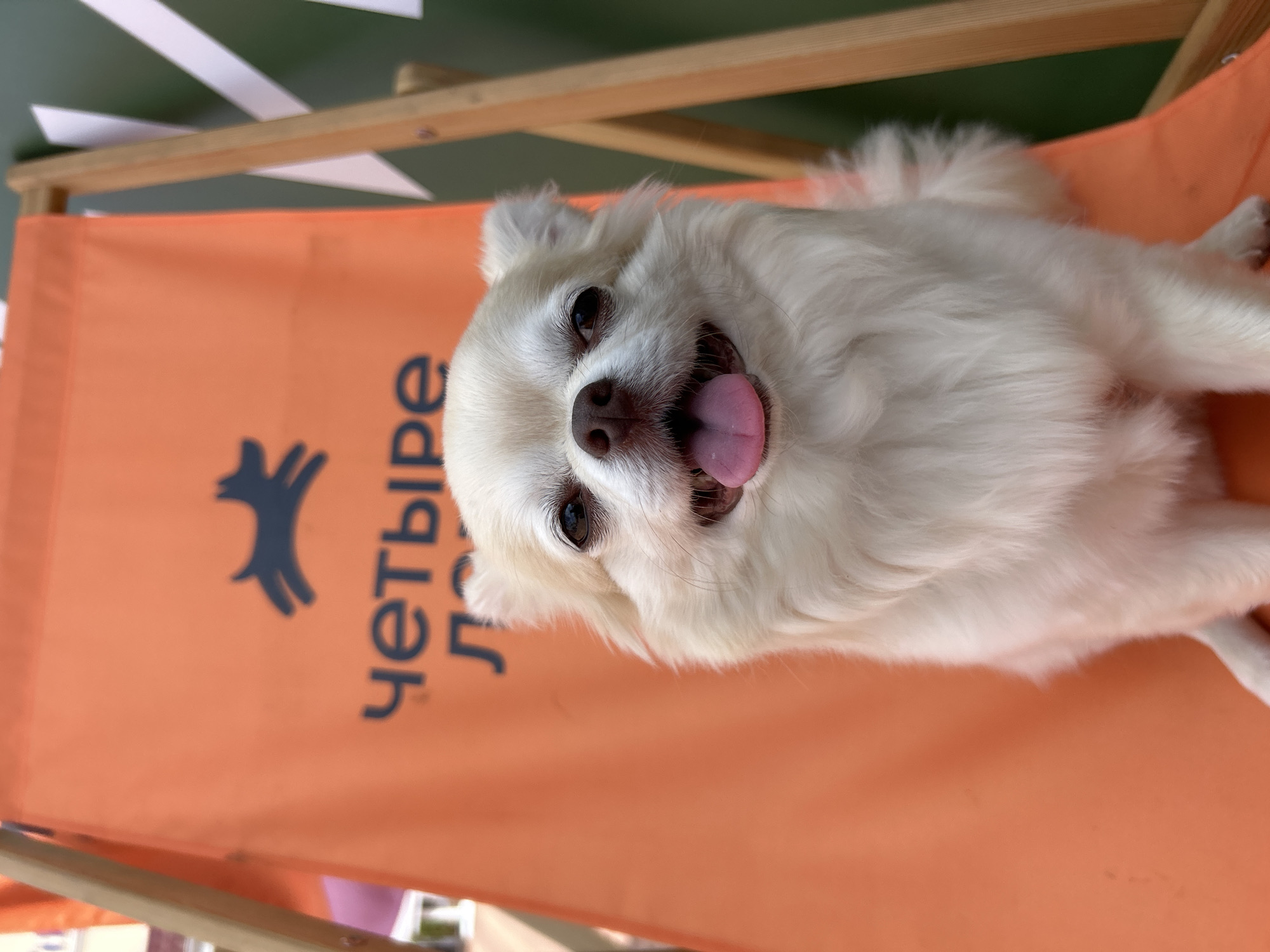 A fluffy, light-colored dog with its tongue out sits on an orange beach chair. The chair has a dark blue graphic of a running dog and text in Cyrillic characters that reads "Четыре лапы" which translates to "Four Paws". The background is out of focus and shows some green and white elements, suggesting it might be an outdoor event or park. The dog's fur is long and appears soft. The setting appears to be a public space, possibly in the city of Pokrovskoe, Russia, given the Cyrillic text on the chair.