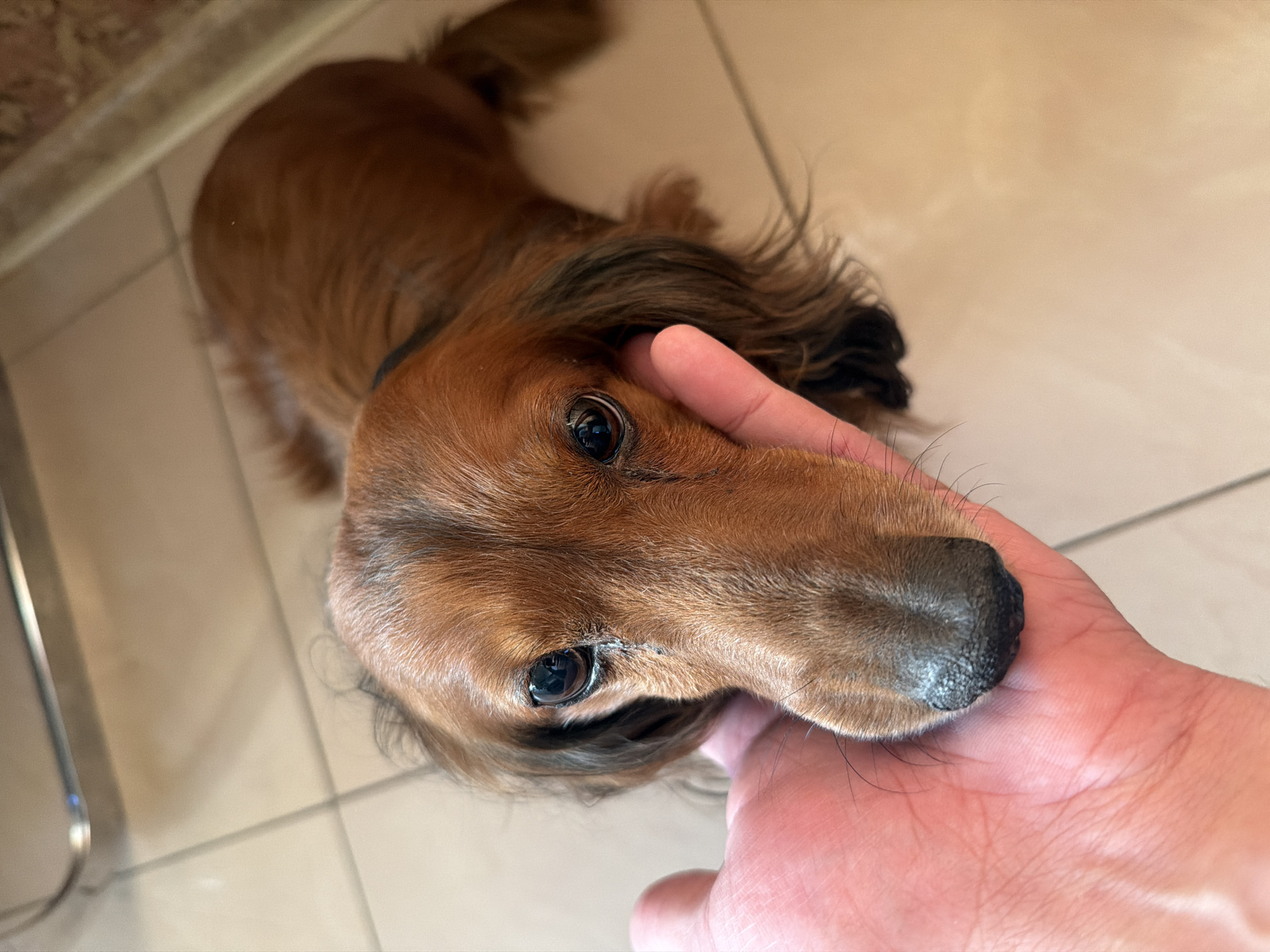 A brown long-haired dachshund is lying on a tiled floor. A hand is resting on the dog's head. The environment appears to be indoors, possibly a home. There is no information present in the image to suggest the location of Krasnoyarsk, Russia.