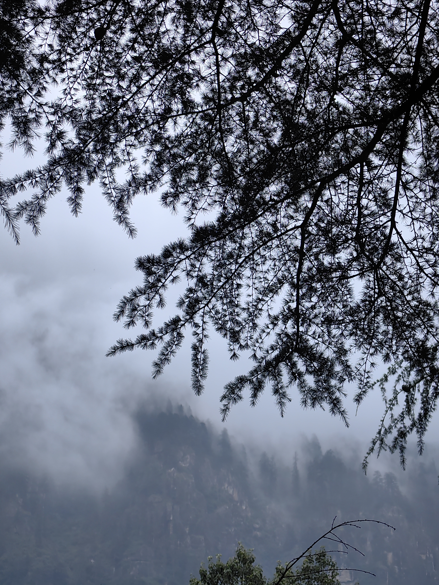 The image captures a close-up view of pine tree branches silhouetted against a cloudy sky, with a mist-shrouded mountain range in the background. The branches are dense and intricate, with fine needles creating a dark, textured pattern that dominates the upper portion of the frame. Below the branches, the mountain slopes are partially obscured by a thick, atmospheric mist, giving them a hazy and ethereal appearance. The mist hangs low, obscuring the details of the mountain's surface and the trees that grow on it, suggesting a cool, damp, and possibly elevated environment. The overall impression is one of natural beauty and serene isolation. This scene is located in Vashisht, India, a place known for its scenic beauty and tranquil atmosphere.