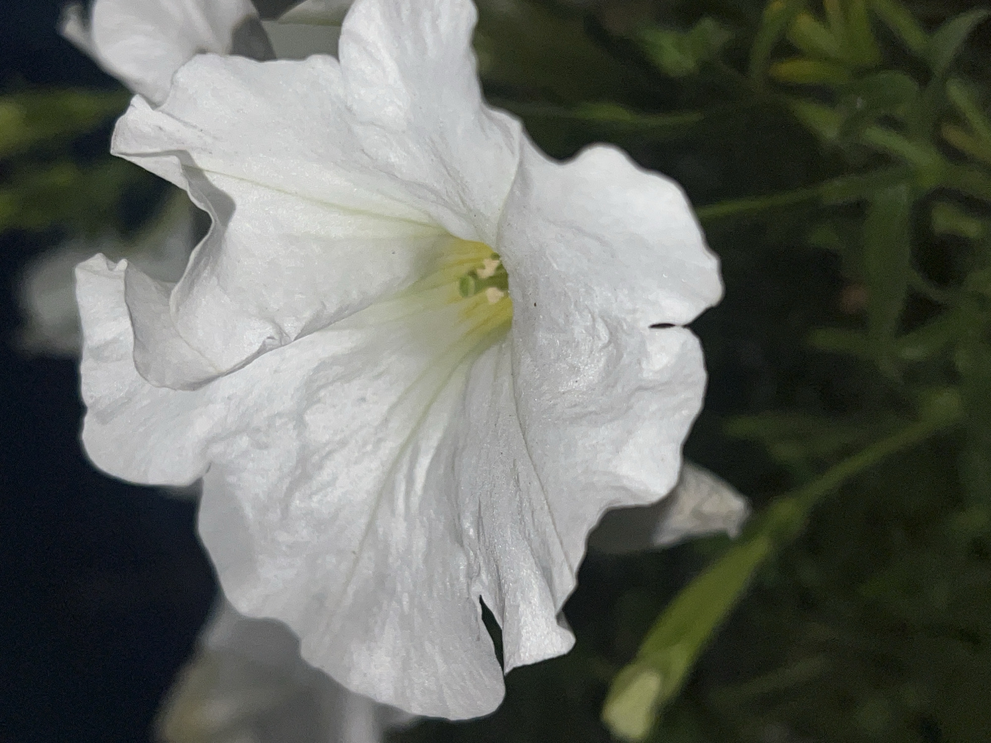 This is a close-up, low-angle, vertical shot of a white petunia flower in bloom. The flower is the primary subject and fills most of the frame. Its delicate petals are ruffled and slightly translucent, revealing faint veins. The center of the flower exhibits a yellowish-green hue. The background is a dark, out-of-focus blur of greenery and black, suggesting it is nighttime or a shaded area. A few green stems or buds are visible in the lower left and right portions of the image. The image does not depict any people, actions, or interactions. The location in Zarudyntsi, Ukraine, is not visually represented in the image itself.
