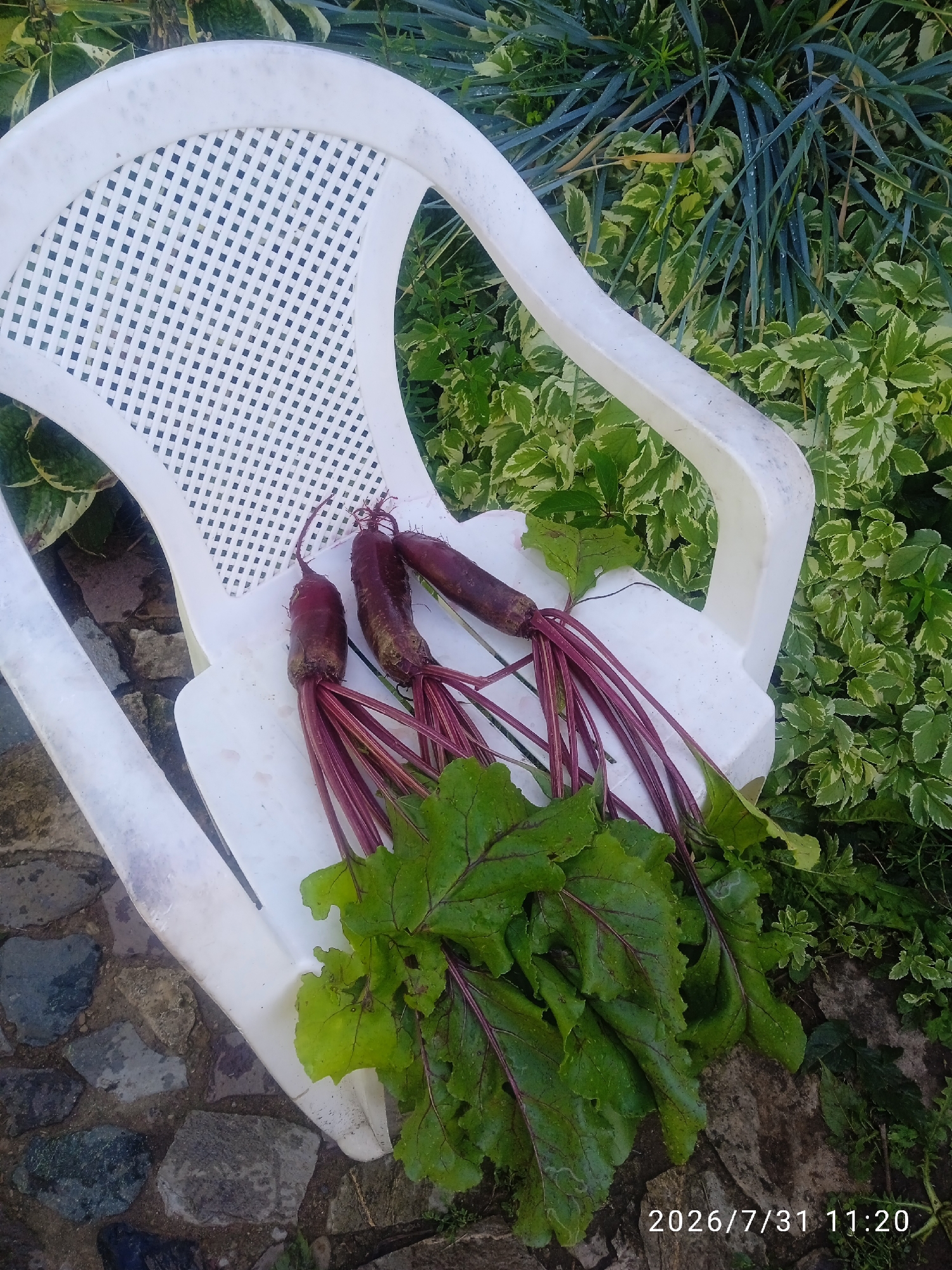 A white plastic chair is placed on a cobblestone surface outdoors. Three beetroots with their leafy tops are laid on the seat of the chair. The background consists of dense green foliage. The scene is illuminated by natural light. A timestamp "2026/7/31 11:20" is visible in the lower right corner. There are no people or animals present in the image. The location is not determinable from the image itself.
