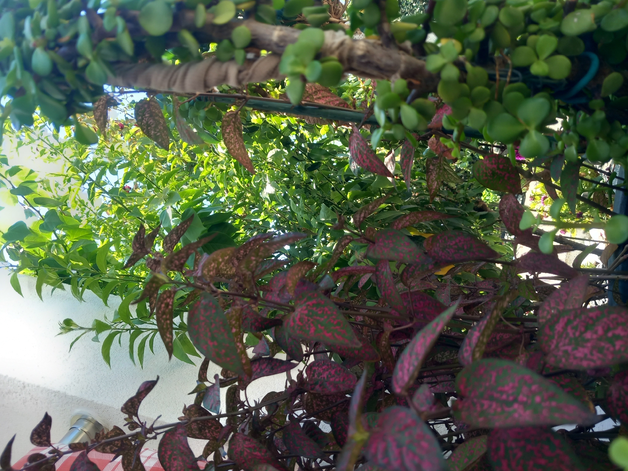 The image captures a close-up view of several plants, with a focus on foliage. In the foreground, a plant with dark red leaves speckled with green is prominently displayed, its leaves taking up a significant portion of the frame. To the right, a thick, woody stem is visible, entwined with a rough, fibrous material, possibly rope or fabric. This stem is adorned with numerous small, oval-shaped green leaves. Behind these, a dense arrangement of vibrant green leaves suggests a larger plant or shrubbery. The background is a bright, textured white wall, possibly an exterior surface of a building, with a silver pipe or conduit protruding from it. The scene is outdoors, bathed in natural light, suggesting a sunny day. The overall impression is one of lush, domestic greenery, possibly in a garden or courtyard setting. No people or animals are present in the image. The location is specified as Άγιος Νεκτάριος, Greece, but this is external information not directly visible within the image itself.