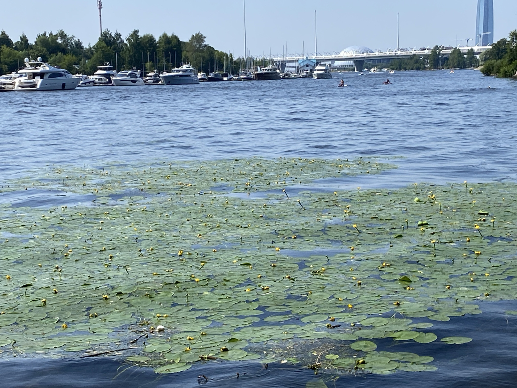 The image captures a waterfront scene in Saint Petersburg, Russia, likely during daytime with clear skies. In the foreground, a dense expanse of lily pads covers the surface of the water, dotted with small yellow flowers. Beyond the lily pads, a bay or canal is visible, lined with numerous yachts and pleasure boats moored at a dock. In the mid-ground, several individuals are seen on the water: two are on paddleboards, one is in a kayak, and another appears to be swimming. The background features a cityscape with a distinctive bridge structure and a tall skyscraper, characteristic of the Vasilyevsky Island area or the Gulf of Finland waterfront. Trees line the shore on the right side of the image.