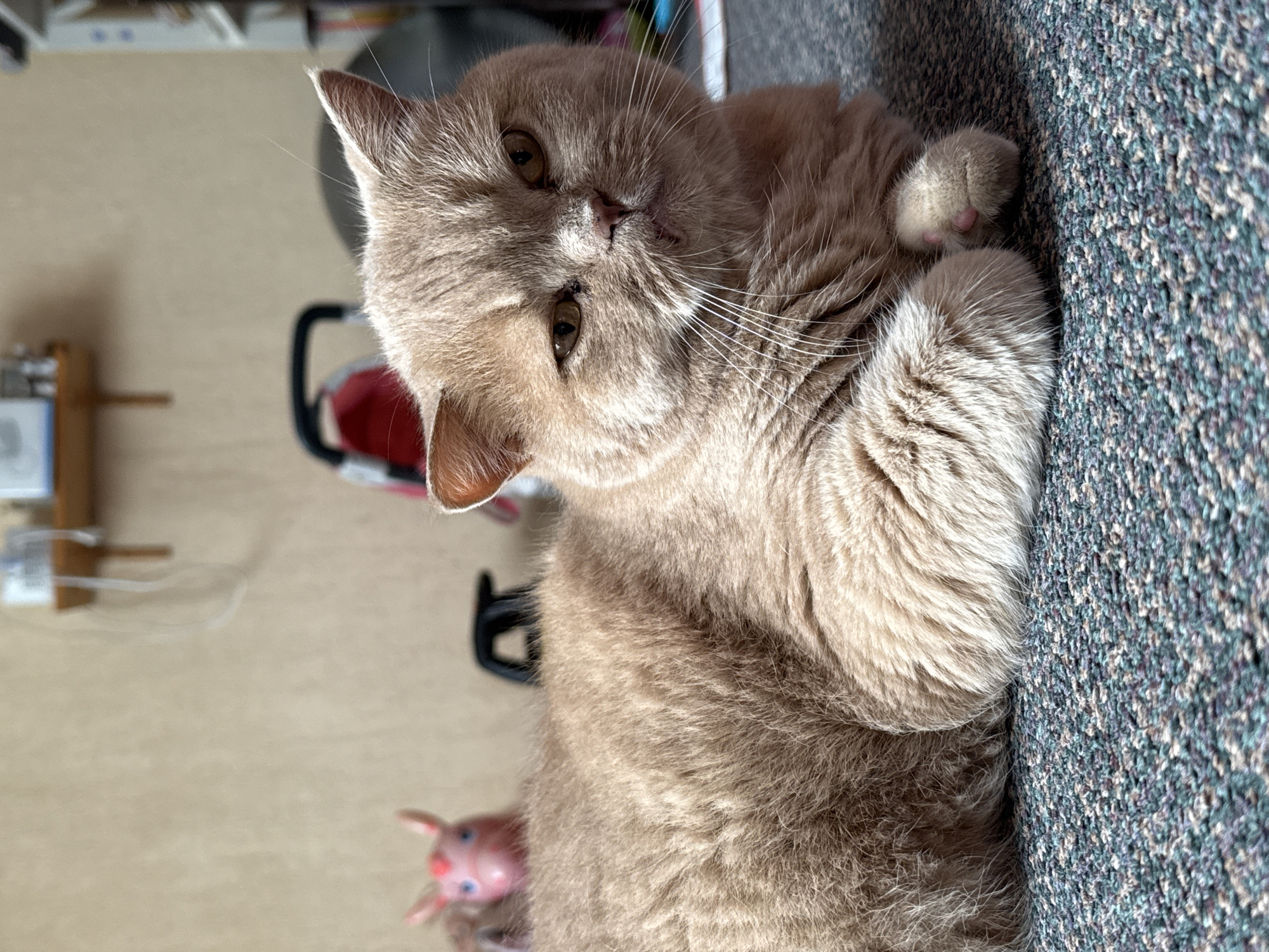 A light brown British Shorthair cat is lying on a patterned carpet. The cat is facing the camera with its body angled to the left. Its paws are tucked underneath its body, with one paw visible in the foreground. The cat has large, round ears and a slightly squashed face with yellow eyes and white whiskers. In the background, a blurry pink toy with blue eyes is visible, along with a stroller and shelves mounted on a wall. The overall setting appears to be an indoor environment, possibly a living room, in an unknown location.