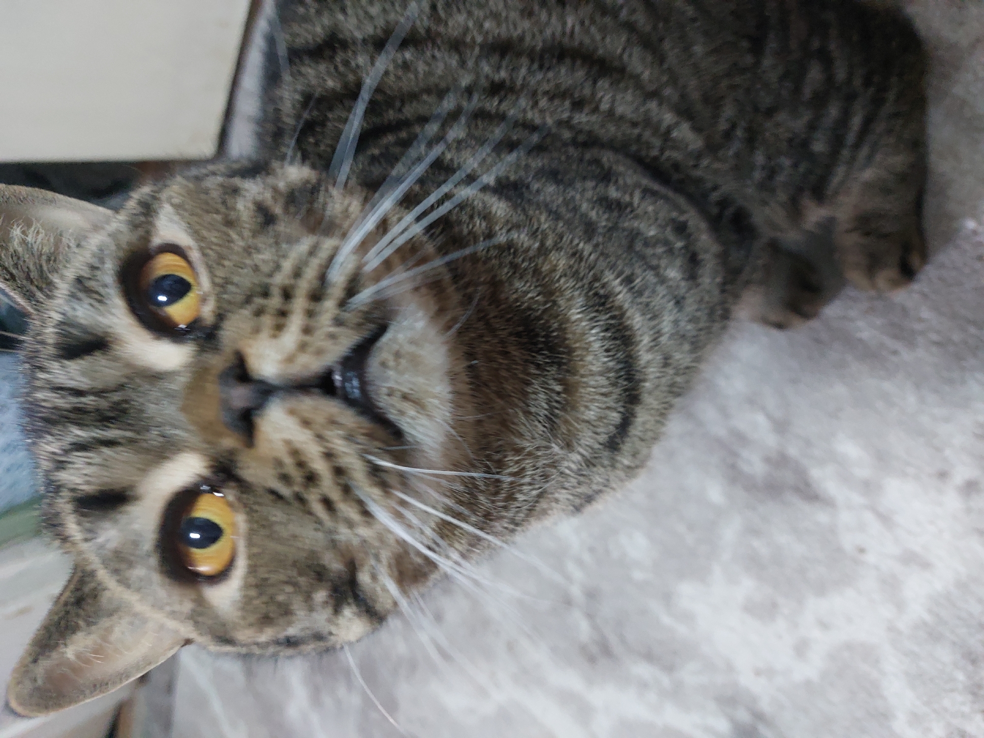 A tabby cat with yellow eyes is lying on a patterned surface, possibly carpet. The cat's head is tilted and close to the camera, focusing on its face and whiskers. The location is not specified.