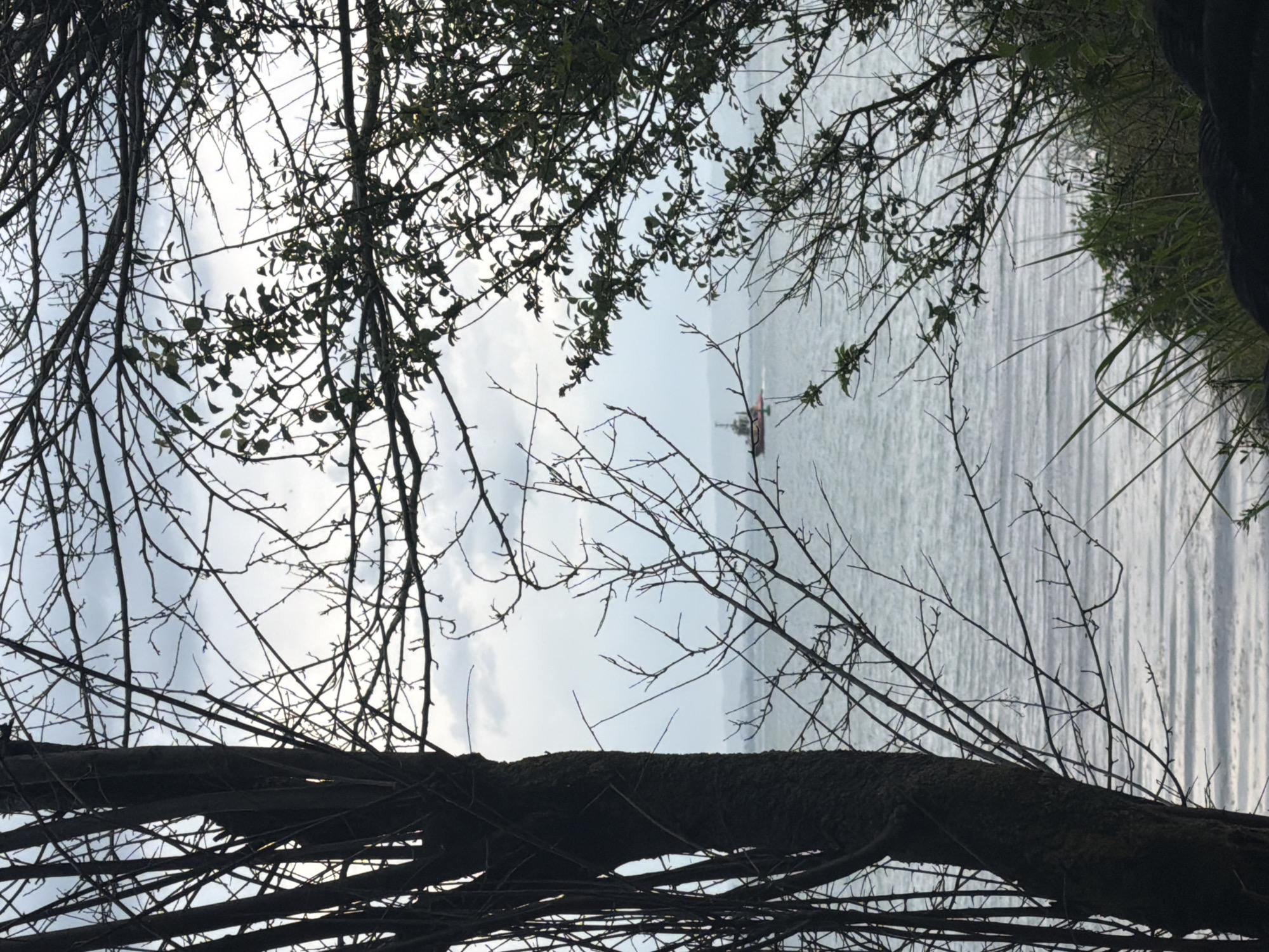 A landscape photograph taken in an unknown location in the city of Unknown, Unknown shows a body of water, possibly a lake or ocean, seen through a dense foreground of tree branches. A single cargo ship is visible on the water, suggesting a maritime environment. The sky is overcast with varying shades of grey and white, indicating cloudy weather. The foreground vegetation consists of both bare tree branches and some foliage, suggesting either late autumn or early spring. Grass blades are also visible on the right side of the frame. The overall composition suggests the photograph was taken from a slightly elevated position, perhaps from a wooded area overlooking the water.