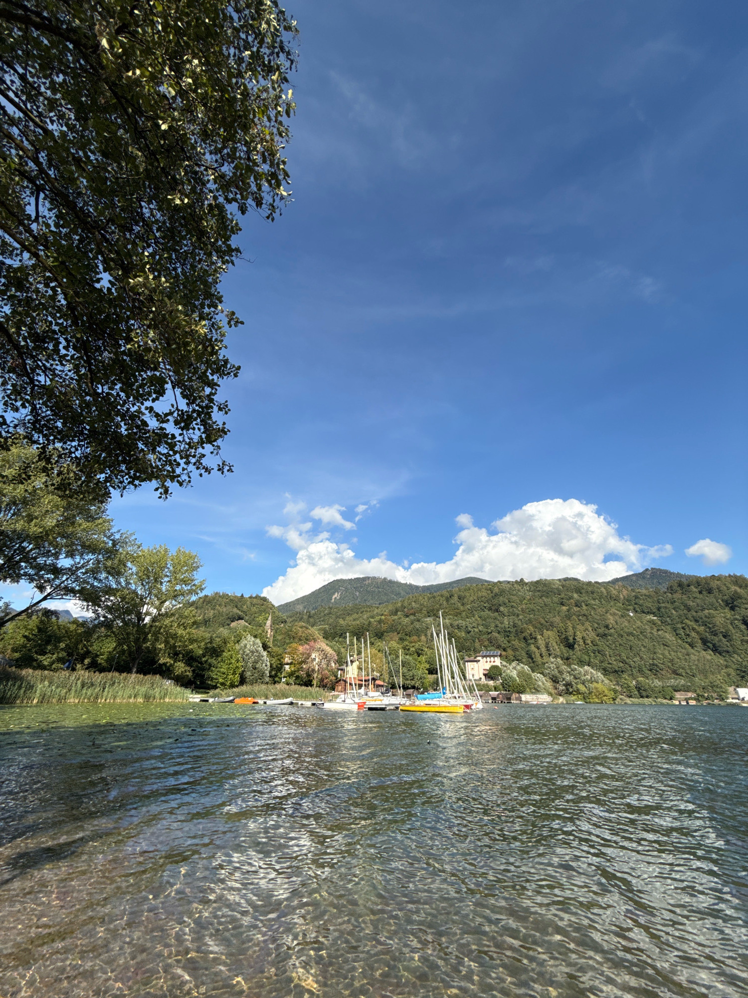 The image depicts a serene lake scene with a clear blue sky and scattered white clouds. In the foreground, the crystal-clear water reveals the rocky lakebed. Several sailboats, some with white masts, are moored on the lake. A yellow boat and an orange buoy are also visible. The background features a lush green hillside dotted with trees and some buildings, including a light-colored building with a red roof. Tall reeds grow along the edge of the water. A large tree branch with green leaves partially frames the upper left corner of the image. This scene is located at Lake Caldonazzo, near Pergine Valsugana, Italy. There are no people visible in the image.
