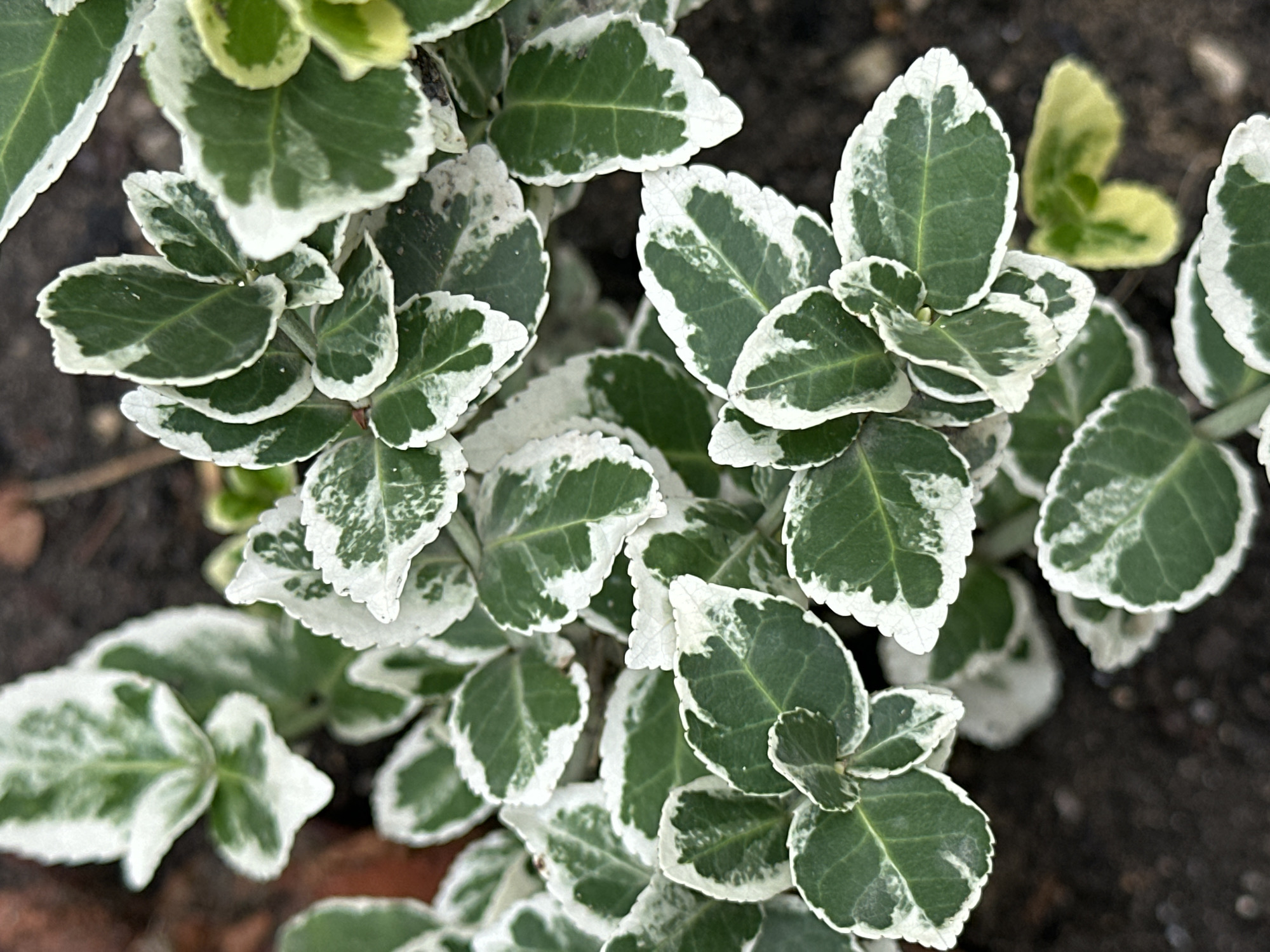 A close-up, overhead shot captures a patch of variegated green and white euonymus leaves. The leaves are ovate with serrated edges and a glossy finish. The green coloration is rich and deep, contrasted by creamy white margins and splotches scattered across the leaf surfaces. Some leaves exhibit a slight curl or fold. The background consists of dark, textured soil, with a hint of reddish-brown brick or earth visible in the upper left corner. A few blurs of yellow-green foliage can be seen in the upper right and lower right portions of the frame. The image is sharpest on the central leaves, with a shallow depth of field rendering the foreground and background slightly out of focus. There are no people or animals visible in the scene. The composition emphasizes the intricate patterns and textures of the plant. This photograph was taken in Yessentuki, Russia.