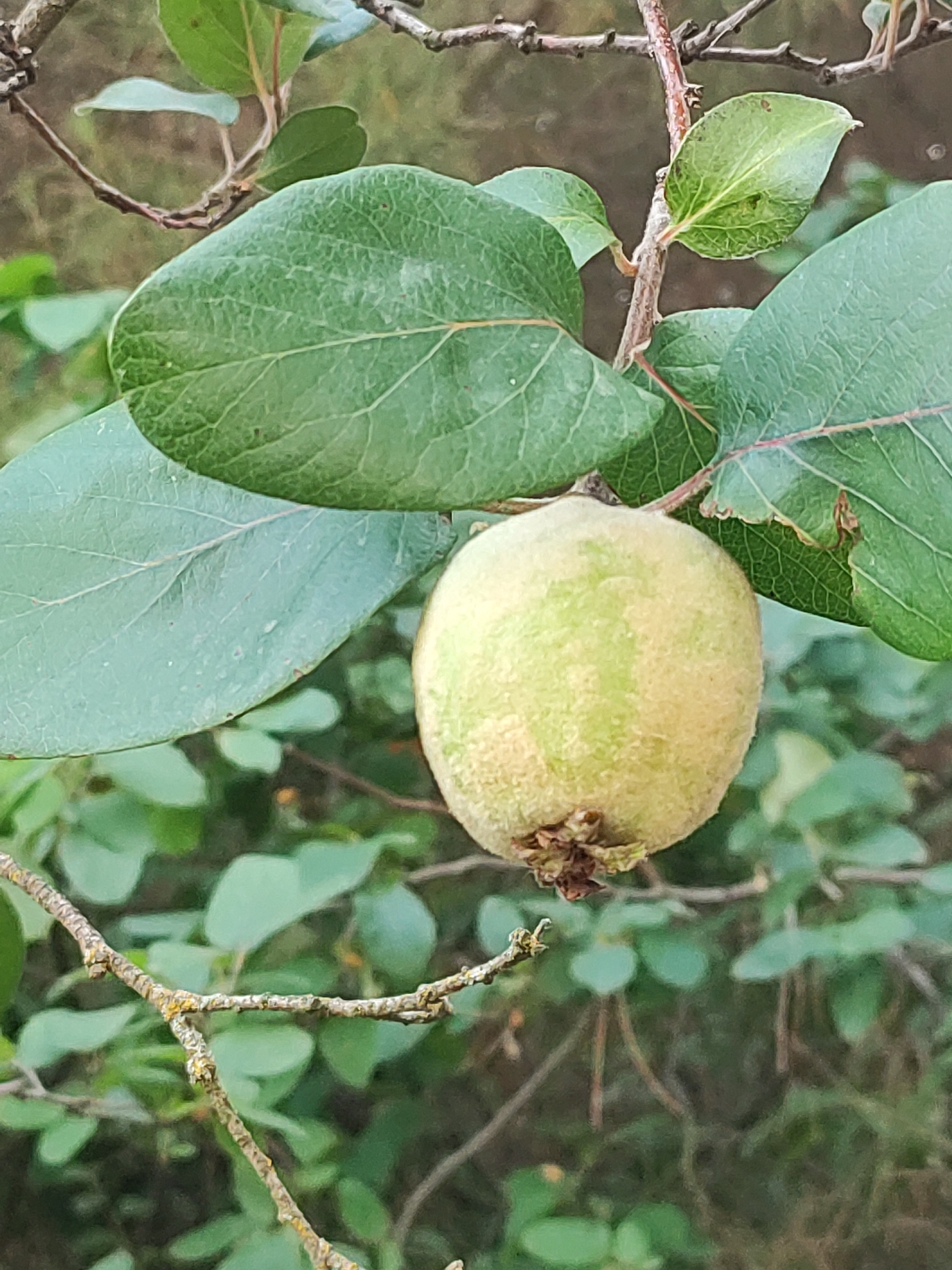 A single, light green, fuzzy fruit, likely a quince, hangs from a branch amidst lush green foliage. The fruit is roughly spherical, with a slightly irregular shape, and appears to be covered in a fine, downy fuzz. A small, dried brown calyx is visible at the bottom of the fruit. The surrounding leaves are broad and ovate with prominent veins, and are a vibrant green color. The branches are brown and gnarled, with some moss or lichen visible on them. The background is a soft blur of greens and browns, suggesting a natural, outdoor setting. There are no people or animals present in the image, and no specific actions are depicted. The scene is captured in natural light, and the focus is sharp on the fruit and surrounding leaves. The image does not provide any specific information to indicate its location within Traspinedo, Spain, beyond the general assumption of a natural environment.