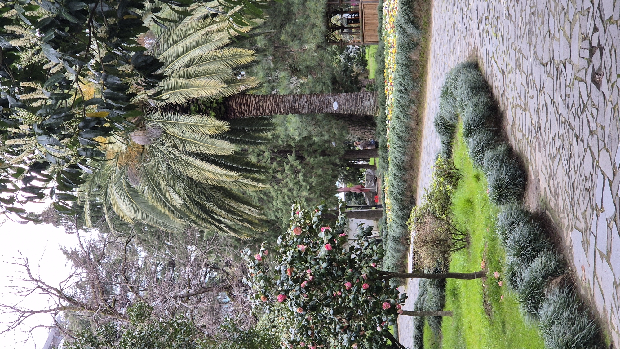 The image depicts a park scene in Batumi, Georgia. A stone pathway, composed of irregularly shaped tiles, winds through the right side of the frame. Both sides of the path are lined with ornamental grasses. Further from the pathway, a variety of trees and bushes are visible, including a palm tree extending from the left center toward the upper right, and a blooming shrub with pink flowers in the foreground on the lower right. A gazebo or small structure can be seen in the distance in the center of the image. People can be seen in the background near the gazebo.