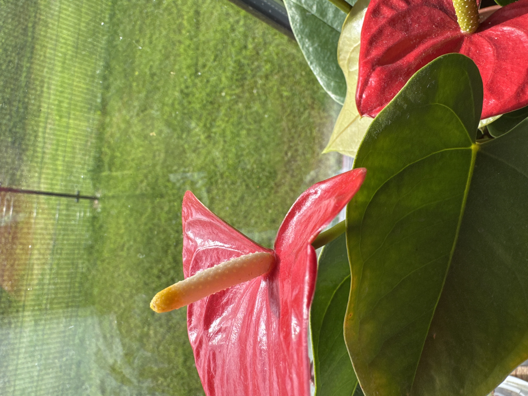 The image shows a close-up of a red anthurium plant with a bright yellow spadix, situated near a window. Through the window, a green lawn and a black fence are visible, suggesting an outdoor environment. The lighting indicates it is daytime, possibly sunny, as evidenced by the reflections and highlights on the plant's leaves and spathe. There are no people or animals present in the image. The scene appears to be an indoor setting with a plant by a window. The location is not specified in the image.