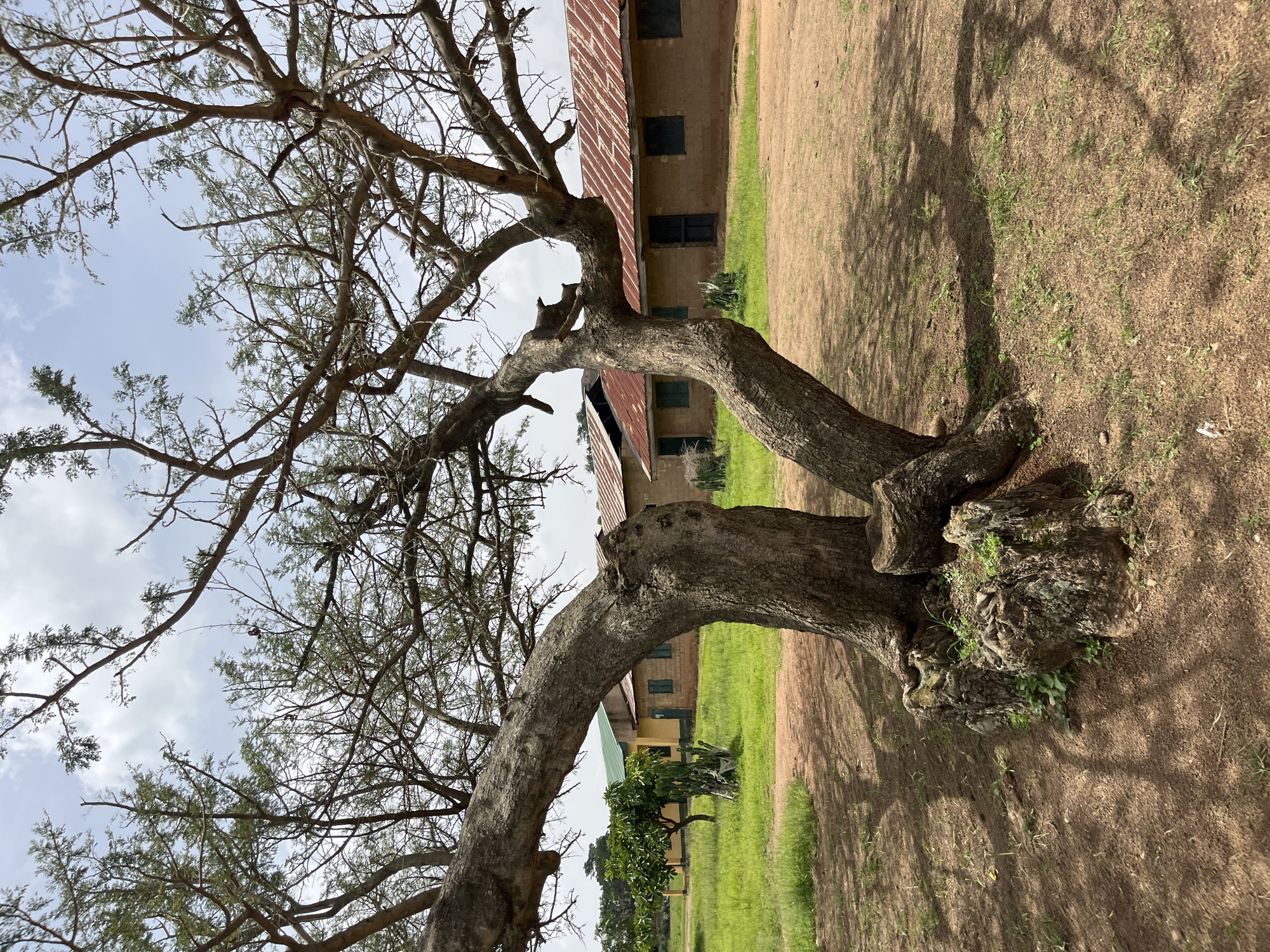 The image depicts a scene in the city of Bukuru, Nigeria, focusing on a large, gnarled tree in the foreground. The tree's trunk splits into two main branches, with one curving dramatically to the left and the other arching to the right, both displaying a complex network of smaller branches. The ground around the tree is a reddish-brown dirt, dappled with the shadows of the tree's canopy. To the left of the tree, a patch of green grass is visible, with a small, leafy tree and a cactus plant. In the background, a cluster of low-rise buildings with light brown brick walls and red corrugated metal roofs are visible. The buildings appear to be part of a school or similar institution, with green window shutters on some of them. The sky above is partly cloudy, with patches of blue sky showing through. The overall impression is one of an outdoor environment, likely within a school compound or a similar public space in Bukuru. There are no people or animals visible in the frame.