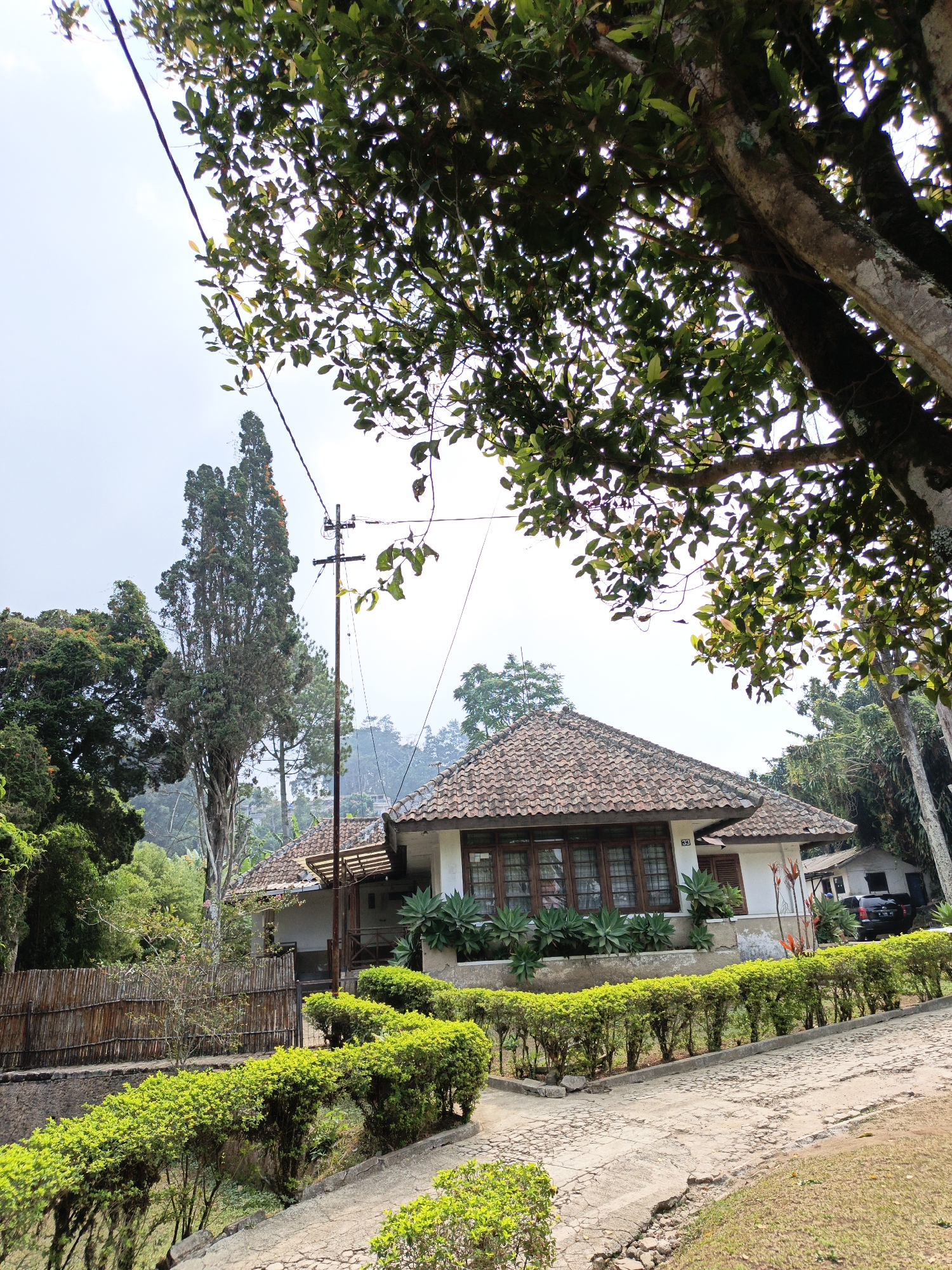 The image depicts a sprawling, single-story house with a terracotta tile roof, surrounded by lush greenery. The house has large, multi-paned windows and is situated on a hillside, with a paved pathway leading up to it. A neatly trimmed hedge runs along the pathway, and a bamboo fence can be seen on the left side of the image. Tall trees, including a prominent conifer, are scattered throughout the landscape, their branches reaching towards the sky. The sky is overcast. A power line with a utility pole runs diagonally across the upper portion of the image. In the distance, more hills covered in vegetation are visible. A black car is parked in front of a smaller adjacent building behind the main house. The scene appears to be in a rural or semi-rural area, likely a residential property in Cibogo, Indonesia, given the architectural style and vegetation.