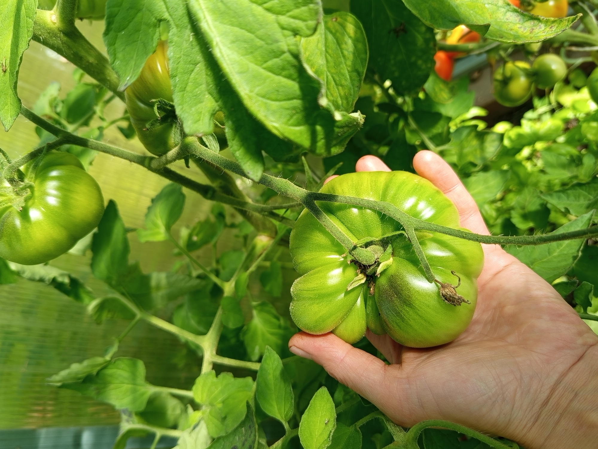 A hand is holding a large, green, ribbed tomato on a vine in a greenhouse. The tomato plant is lush with green leaves and several other green tomatoes are visible in the background, along with a few red and orange tomatoes further back. The greenhouse appears to be made of translucent material, letting in natural light. The scene is likely a garden or agricultural setting in Ostrovtsy, Russia.