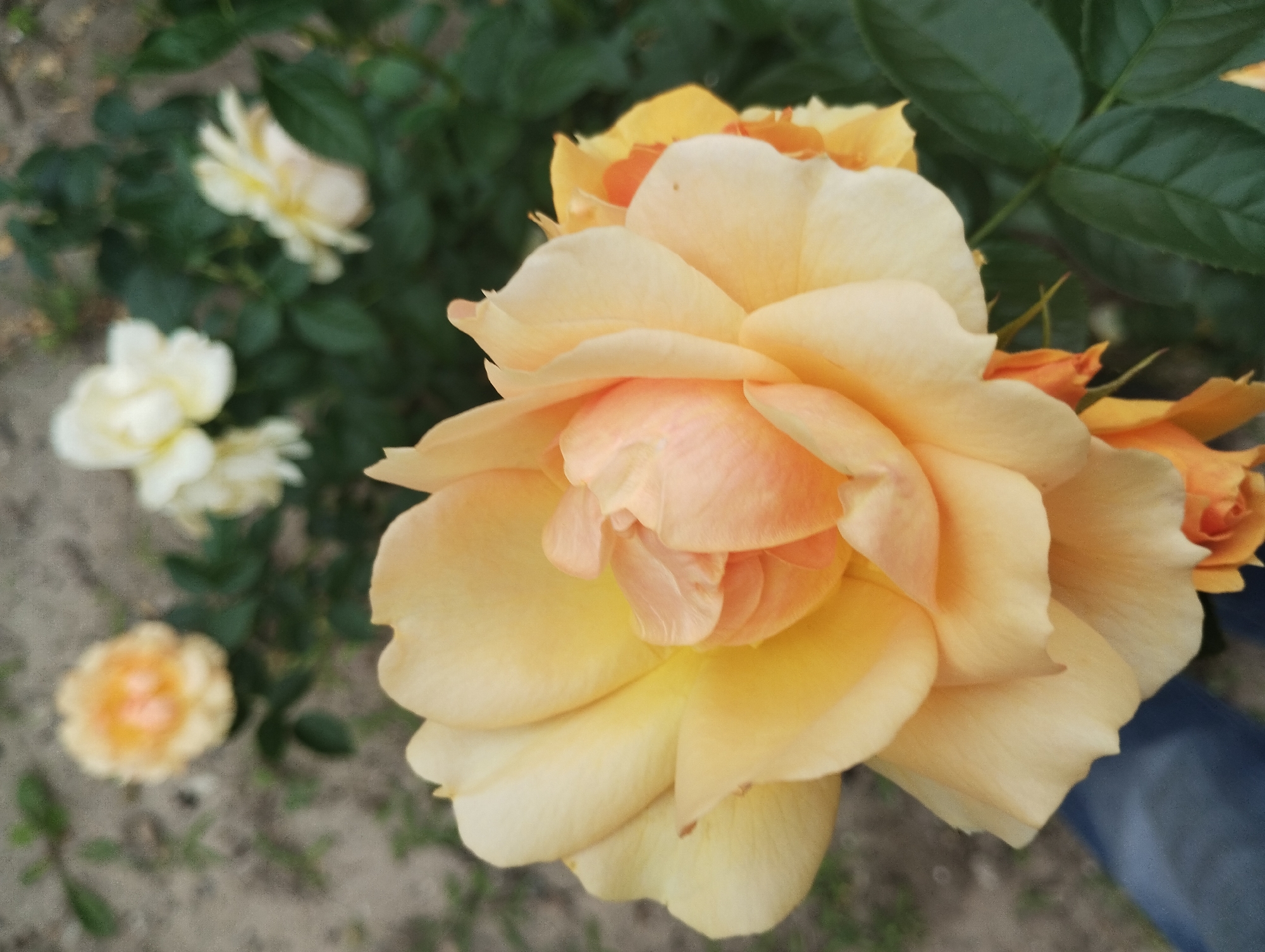 A close-up shot of a peach-colored rose shows its delicate petals unfurling in the foreground. The rose is in bloom and appears to be healthy, with a soft, velvety texture. The background is blurred, with hints of other roses and greenery, suggesting a garden setting. The colors are warm and inviting, dominated by the peach and yellow hues of the rose, contrasted with the deep green of the leaves. The overall impression is one of natural beauty and tranquility. The image was taken in the city of Sumy, Ukraine, likely in a residential garden or a park, given the presence of blooming roses and a natural outdoor environment. No people are visible in the frame, but the lower left corner of the image shows a hint of blue denim, suggesting someone is wearing jeans.