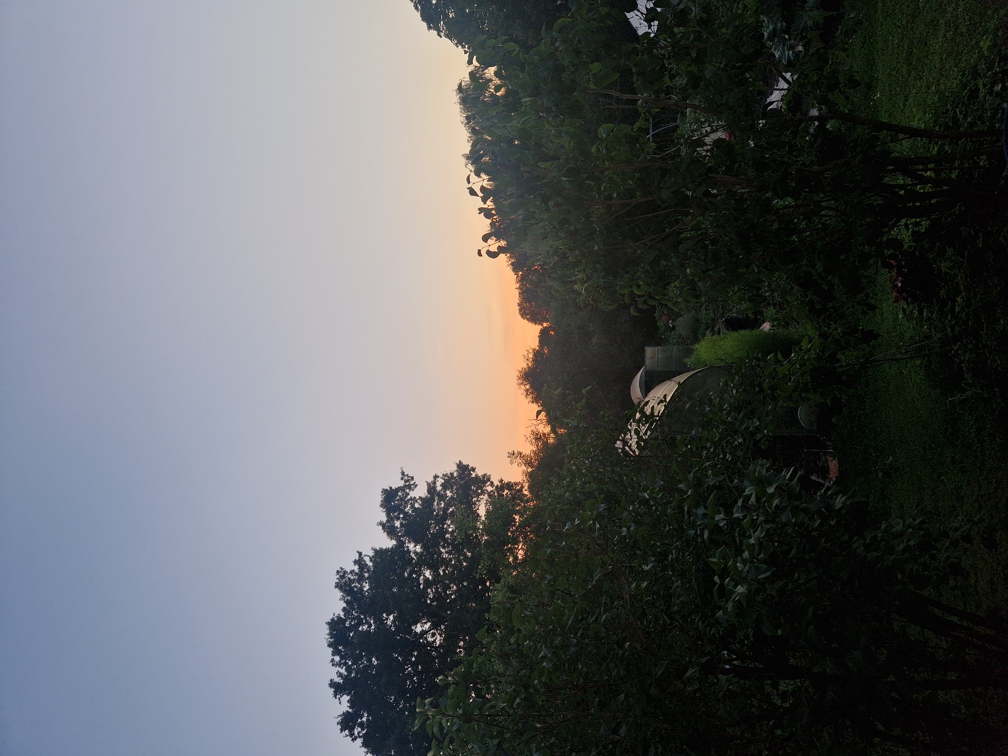 The image depicts a garden scene at dusk, likely in the city of Zemkopības institūts, Latvia. The sky is a gradient of pale blue to soft orange, indicating the sun is low on the horizon. Silhouetted against the sky are various trees and foliage, with a large, dark tree dominating the left side of the frame and dense bushes in the foreground. In the middle ground, a greenhouse structure is partially visible, illuminated by an unseen light source. The ground is covered in grass and other vegetation, with some reddish-brown plants visible near the center-left. The overall impression is one of a serene, natural environment during twilight.