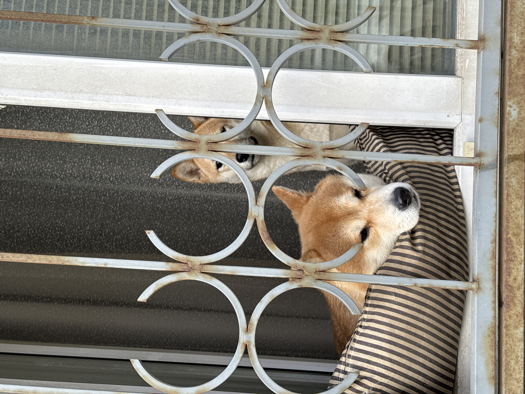 Two Shiba Inu dogs are visible through a metal security grille on a window. One dog's face is more fully visible in the lower part of the frame, while the other dog's face is partially visible in the upper part. A striped fabric is visible to the right of the dog in the lower frame. The location is not identifiable as Moscow, Russia from this image.