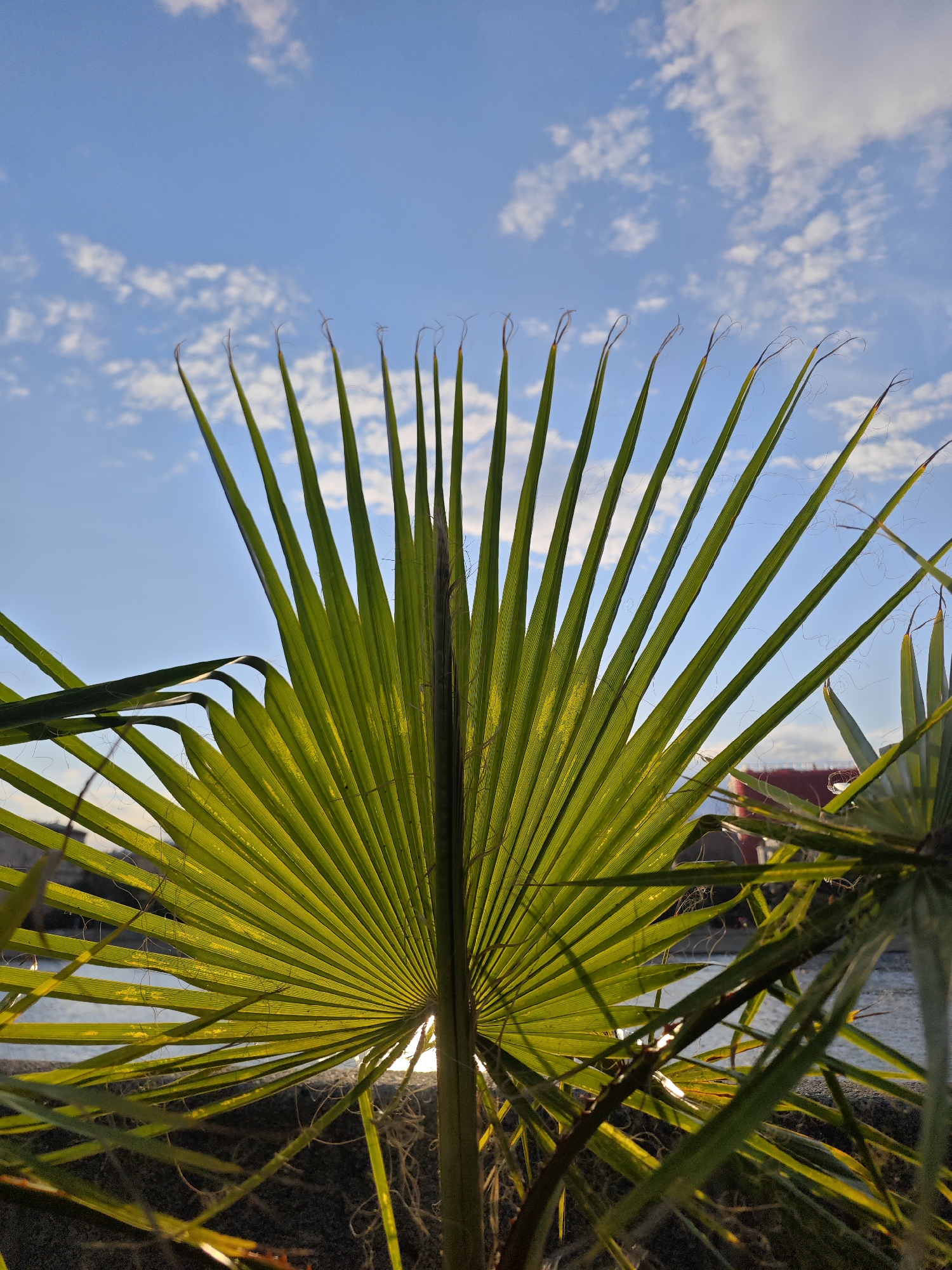 A close-up, low-angle shot captures a large, vibrant green palm frond against a bright blue sky with scattered white clouds. The frond is angled slightly upwards and to the left, with its individual leaves fanning out like a delicate, translucent screen. Sunlight filters through the frond, highlighting its intricate veins and casting a soft glow. The tips of the frond's leaves curl slightly. In the foreground and to the right, other palm leaves and fronds are visible, creating a layered effect. The background shows a hint of a body of water and a muted red building, suggesting an outdoor setting. The image is crisp and well-lit, with a shallow depth of field that keeps the main frond in sharp focus. The overall impression is one of natural beauty and peacefulness. No people are present. The image is not specific to Moscow, Russia.
