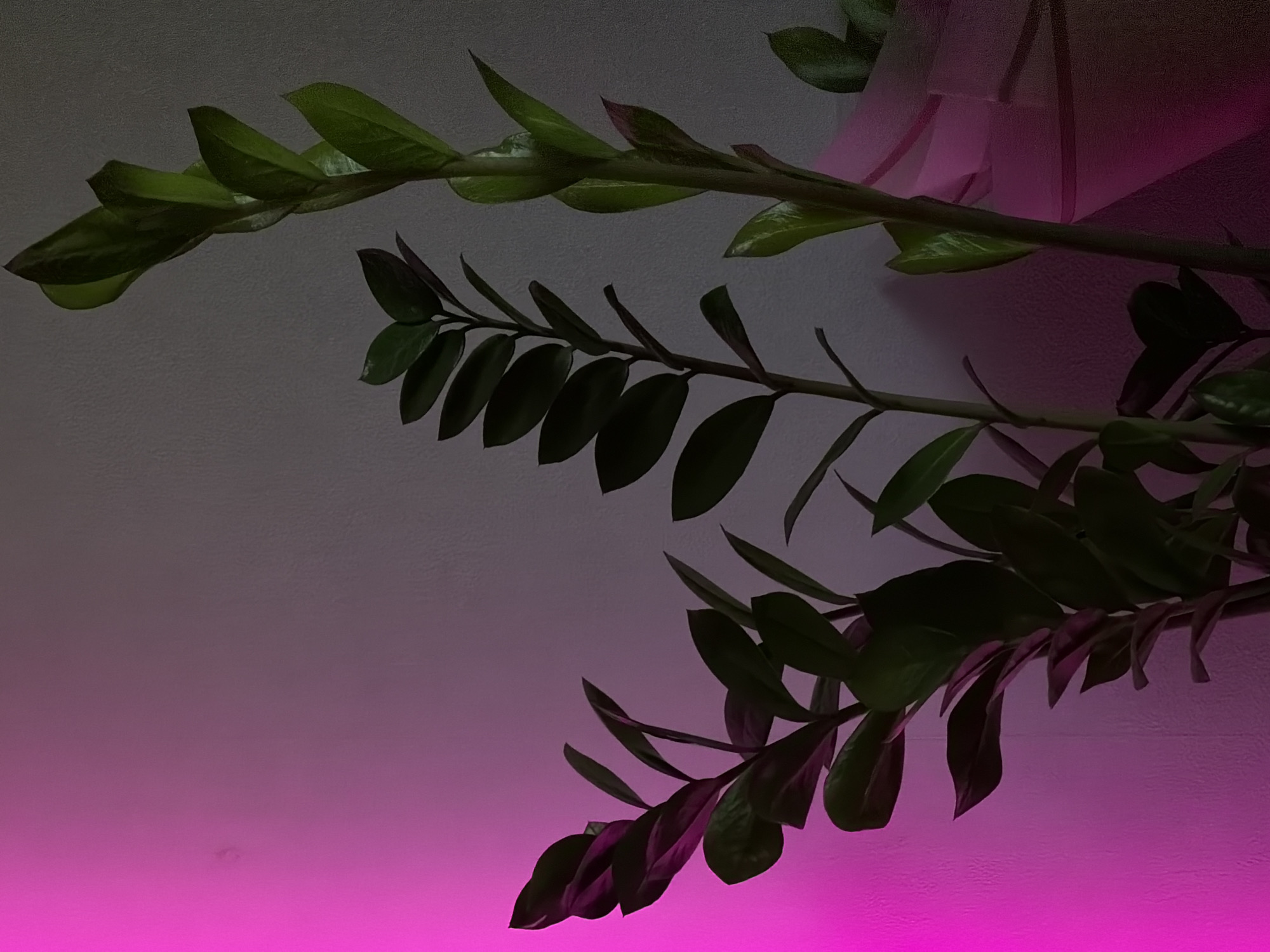 The image shows a close-up of three green leafy plants against a textured wall. The left side of the image is illuminated with a bright pink light, which casts a gradient onto the wall, fading to a grayish tone on the right. The plants, likely ZZ plants, have thick stems and glossy, oval-shaped leaves arranged in pairs along the stems. The plant on the far right is taller than the other two, with new growth at the top. A pale pink translucent material, possibly decorative wrapping or a lampshade, is visible behind the plant on the right. The overall mood is dark and atmospheric, with the vibrant pink light contrasting with the shadows cast on the plants and wall.
